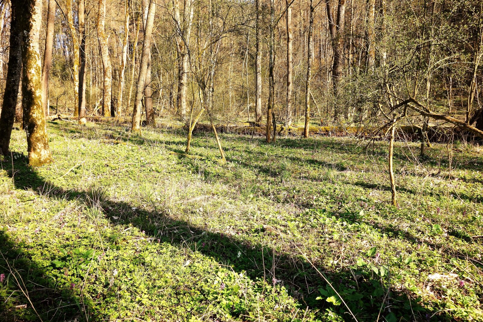 Sony Cyber-shot DSC-RX100 sample photo. Forest, nature, landscape photography