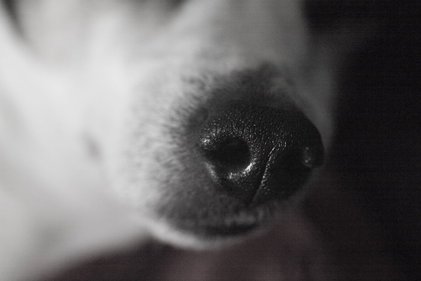 Canon EOS 6D + Sigma 70mm F2.8 EX DG Macro sample photo. Nose, dog, animal photography