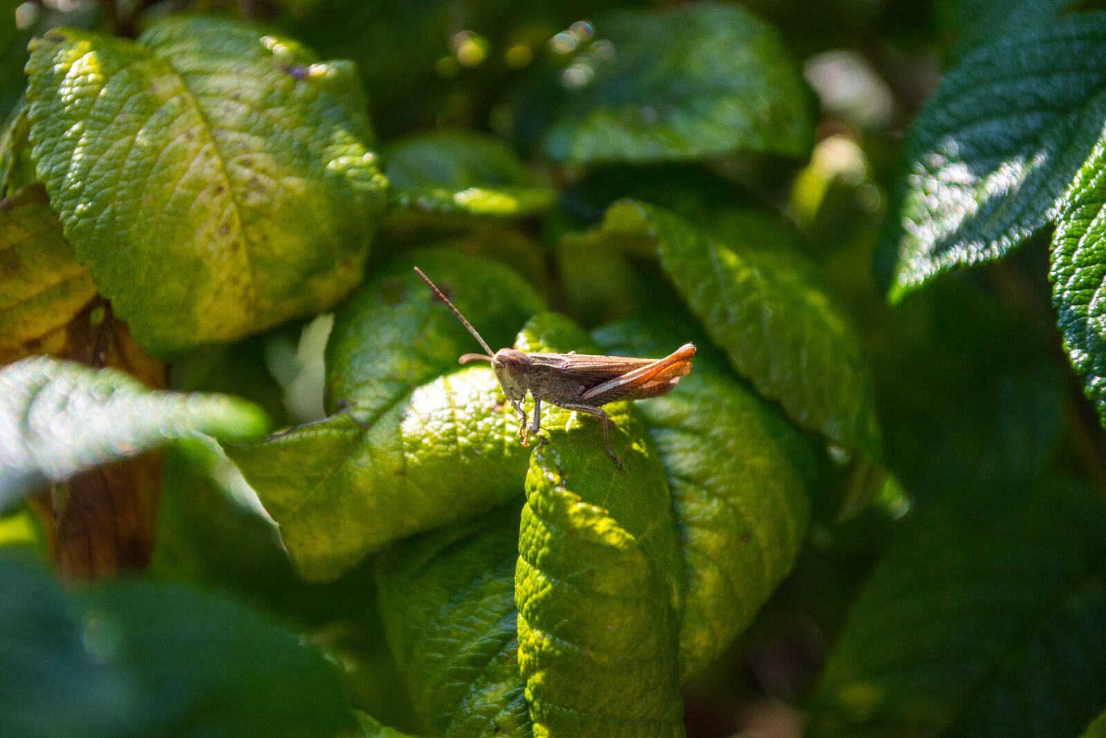 Nikon D3100 sample photo. Grille, insect, green photography