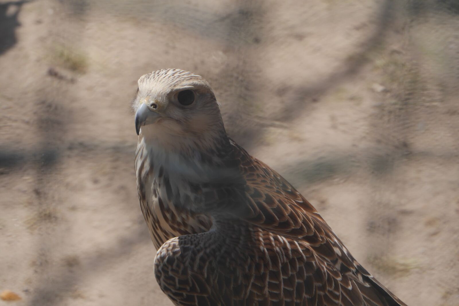 Panasonic Lumix DMC-GH3 sample photo. Birds, falcon, raptor photography