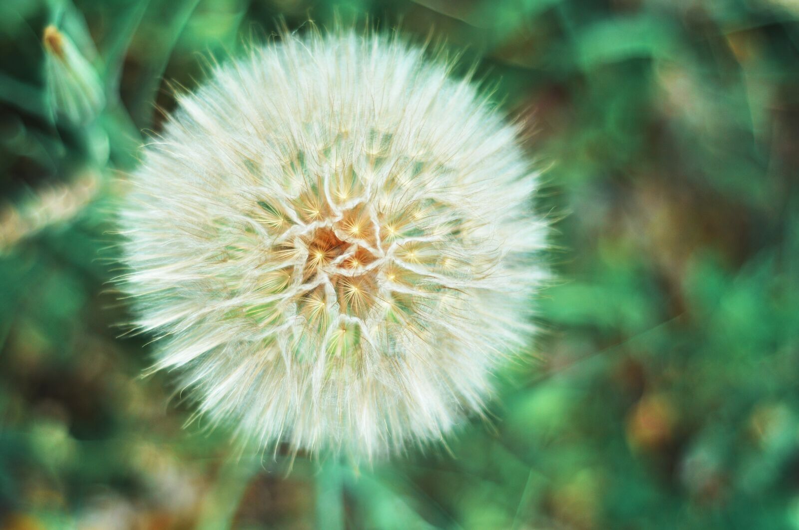 Nikon D90 sample photo. Flower, spring, summer photography