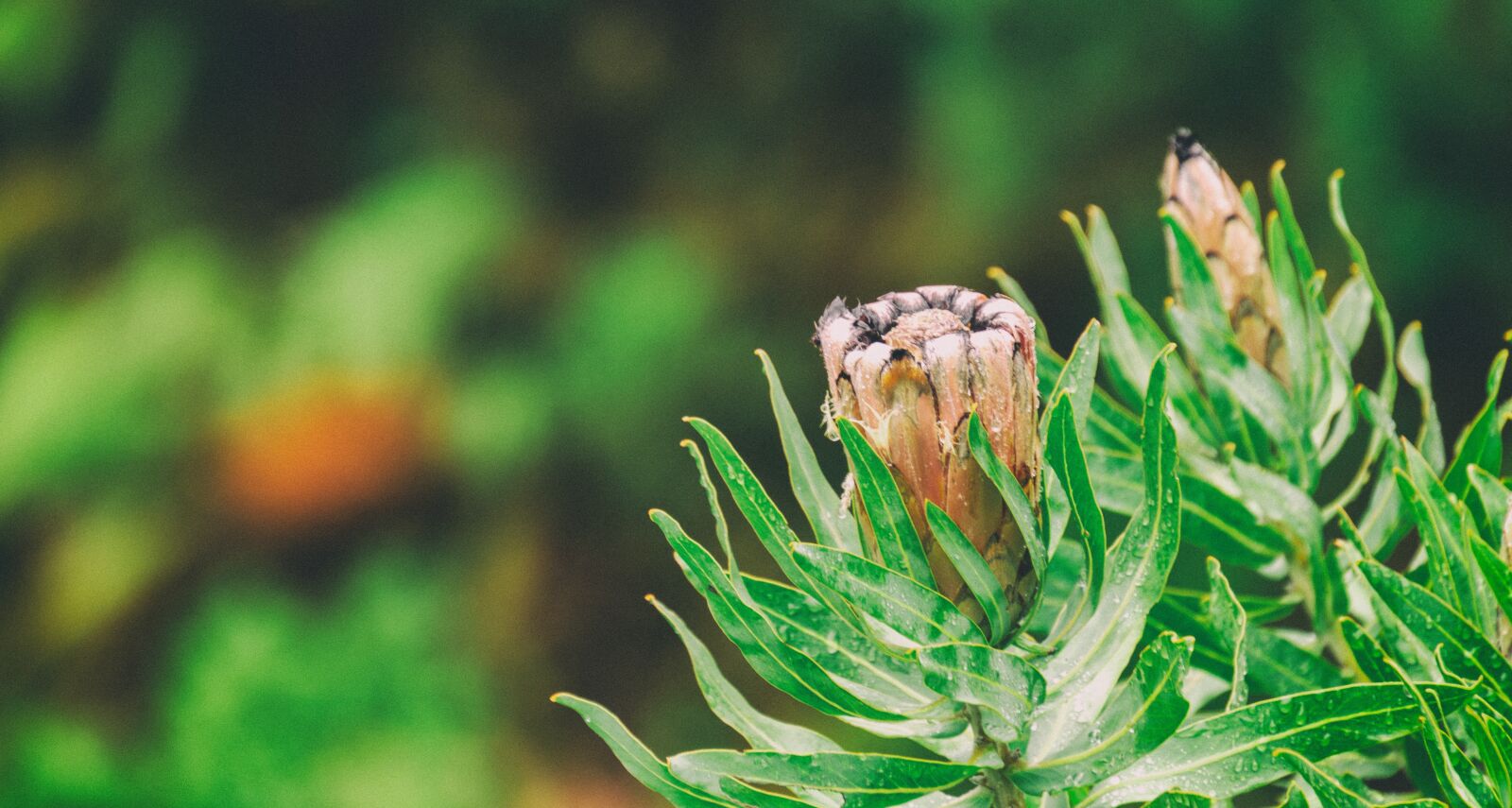 Nikon D7000 sample photo. Protea, green, nature photography