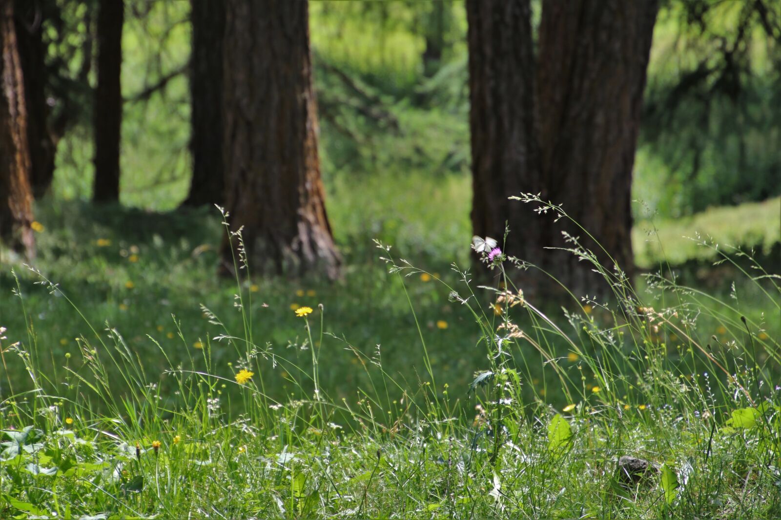 Canon EOS 80D sample photo. Wind, in the forest photography