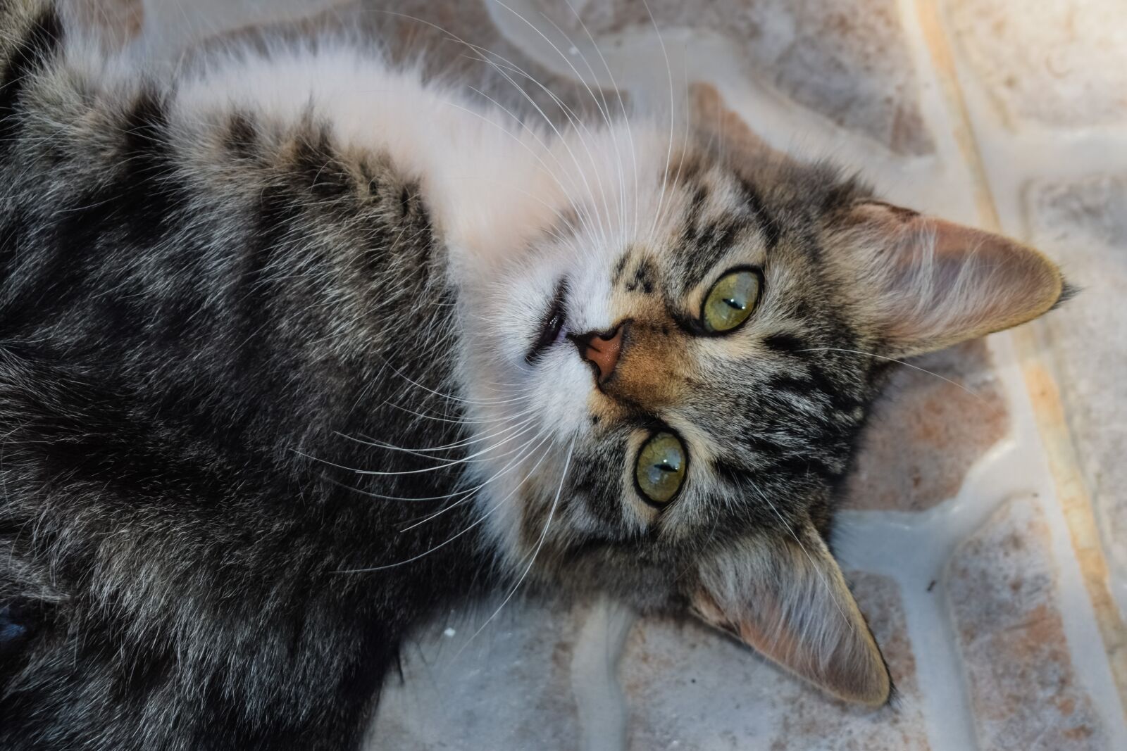 Nikon D3300 sample photo. Cat, stray, animal photography