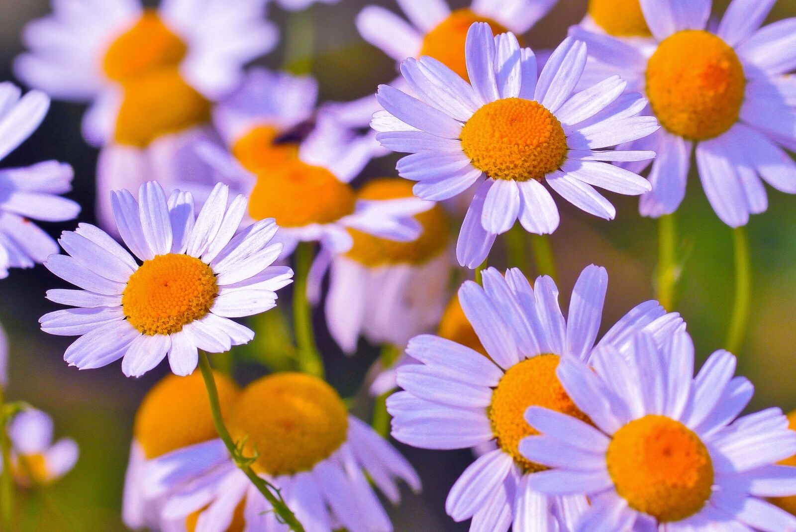 Canon EOS 500D (EOS Rebel T1i / EOS Kiss X3) sample photo. Flower, chamomile, medicinal flower photography