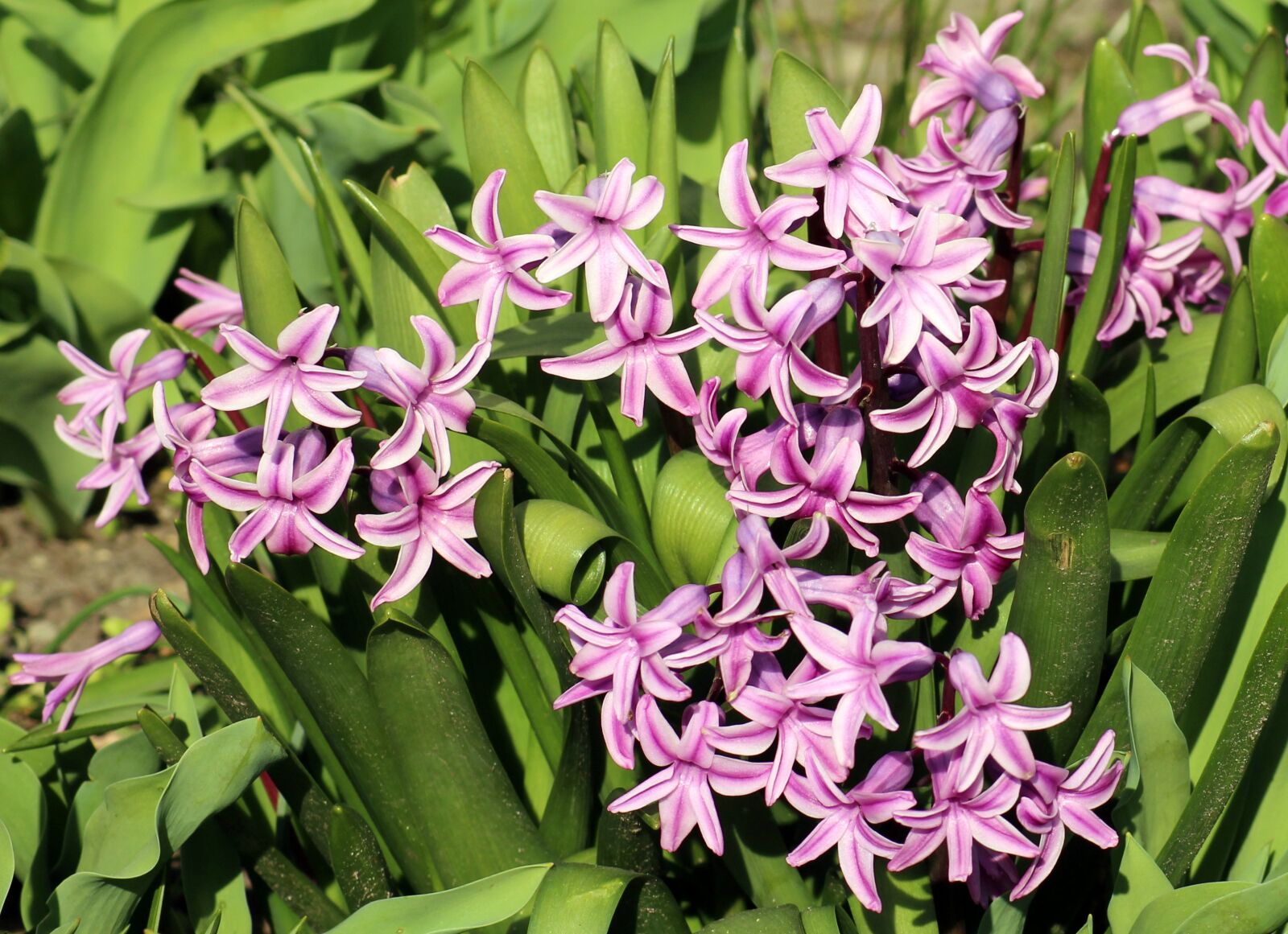 Canon EOS 1200D (EOS Rebel T5 / EOS Kiss X70 / EOS Hi) sample photo. Hyacinth, spring, spring flowers photography