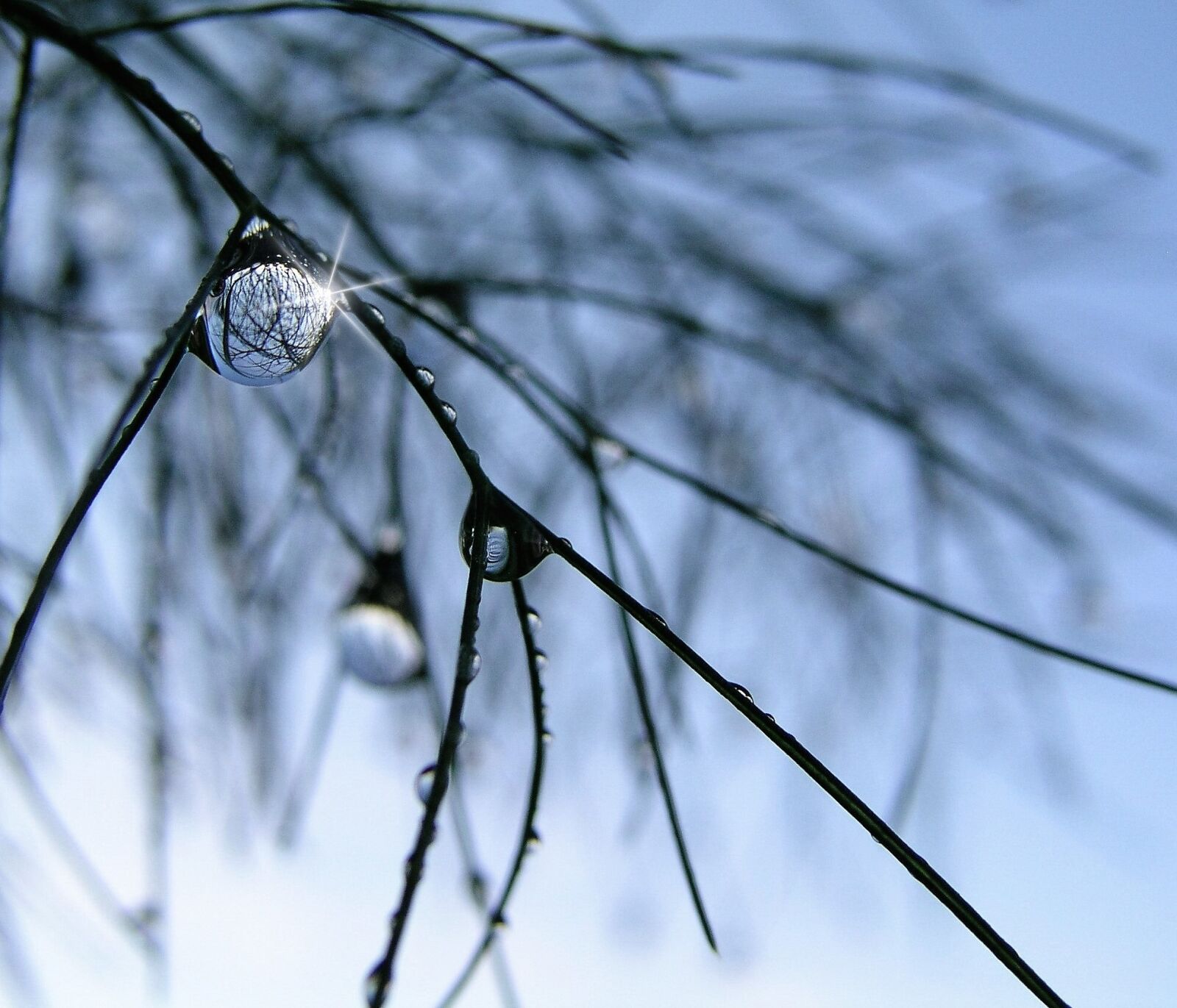 Olympus C5050Z sample photo. Water drops, grass, rain photography
