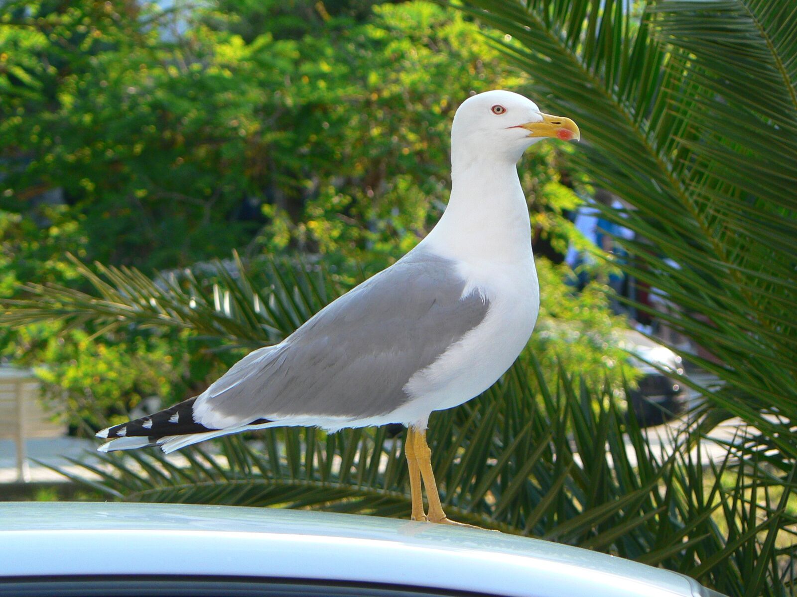 Panasonic DMC-FZ5 sample photo. Seagull, urban wildlife, ave photography