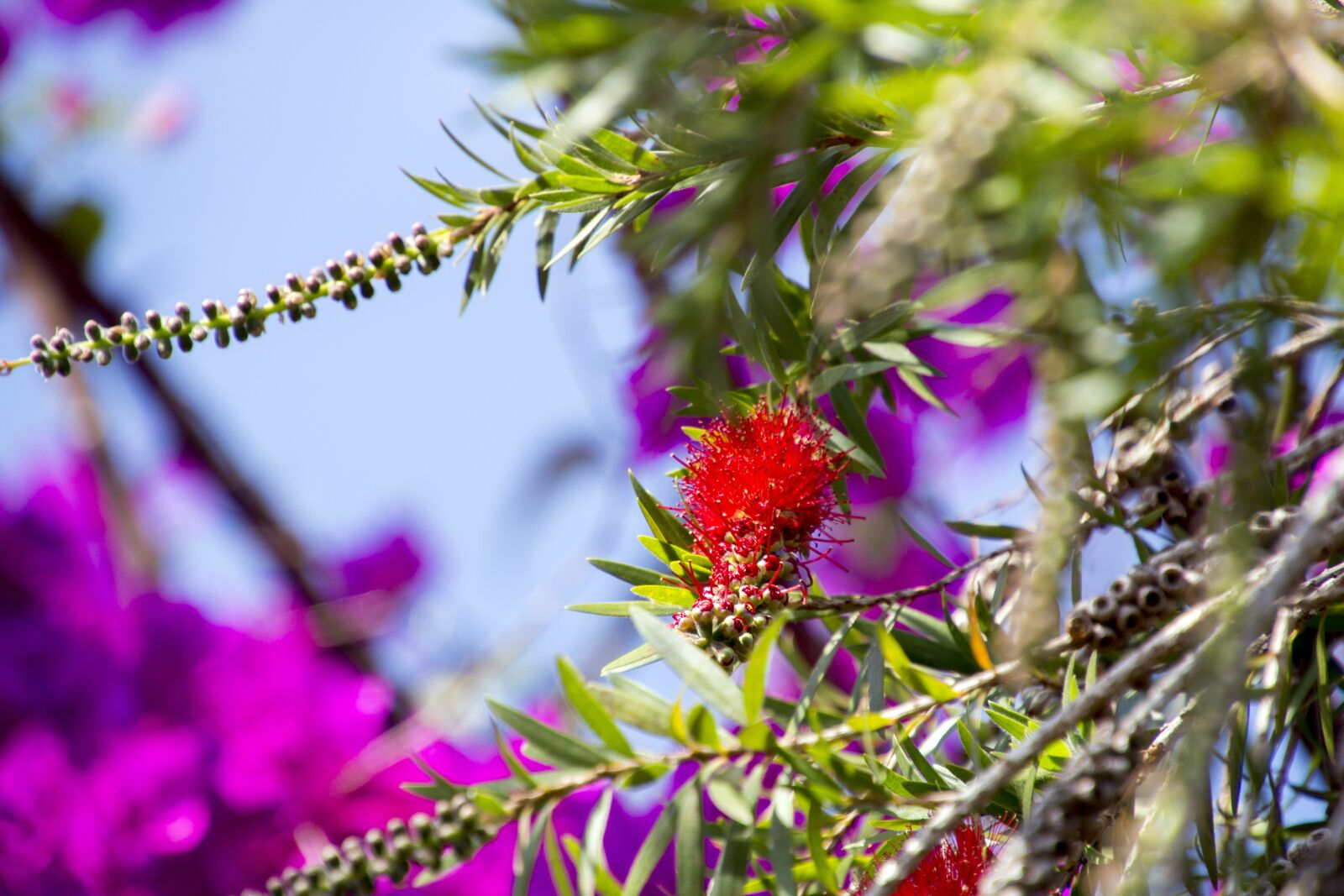 Canon EOS 700D (EOS Rebel T5i / EOS Kiss X7i) sample photo. Exotic flower, garden, flowers photography