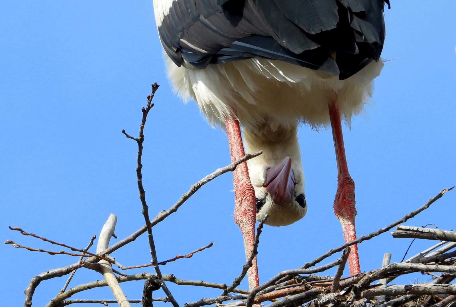Nikon Coolpix P1000 sample photo. Stork, bird, socket photography
