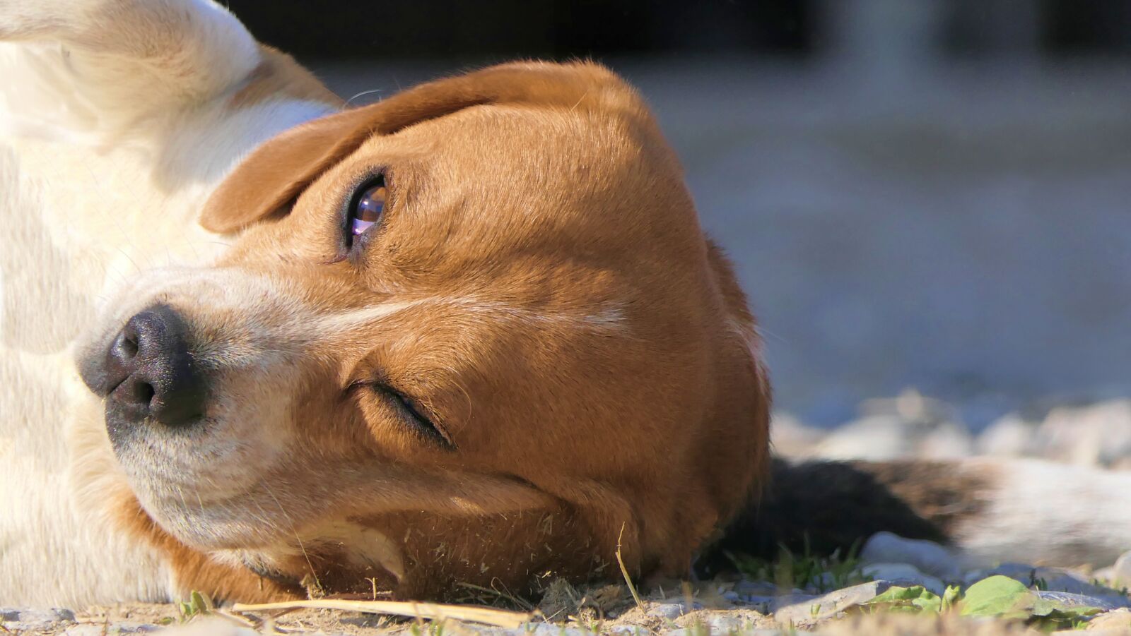 Panasonic Lumix DMC-FZ2500 (Lumix DMC-FZ2000) sample photo. Dog, lying, tired photography