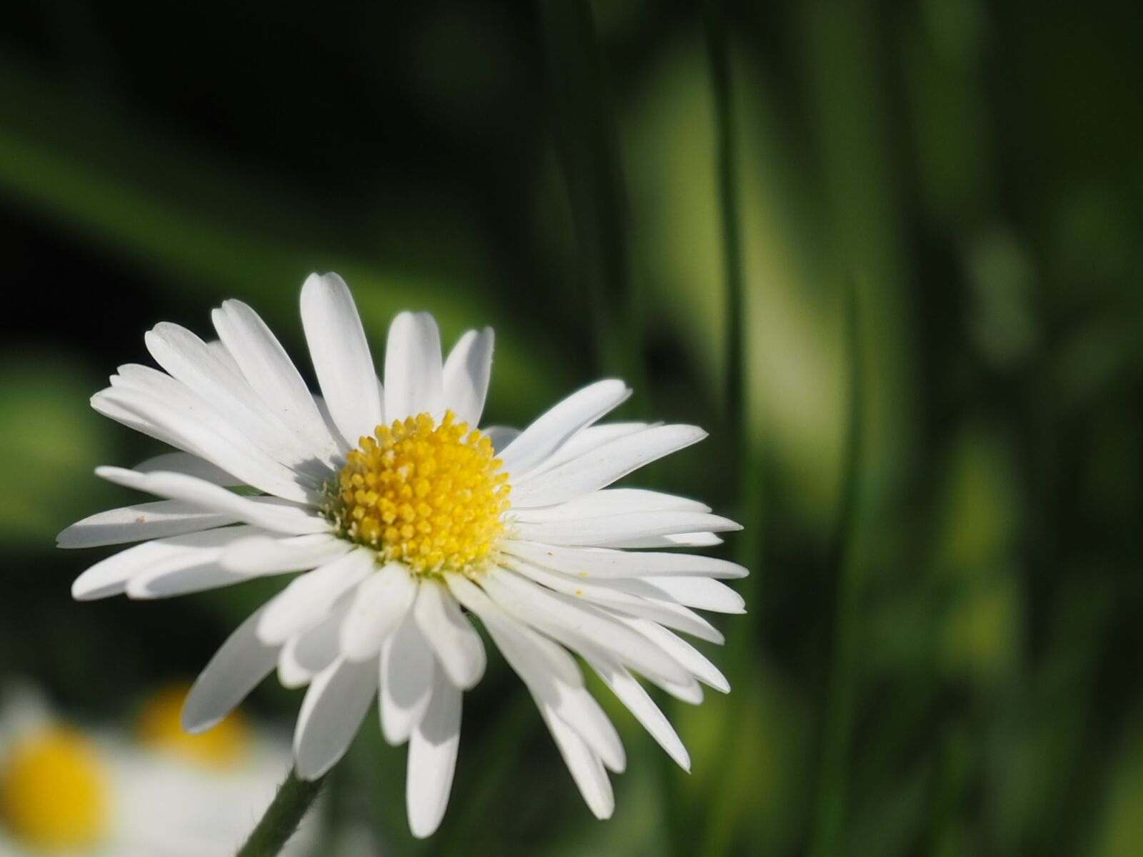 Olympus OM-D E-M10 III sample photo. Nature, plant, flower photography