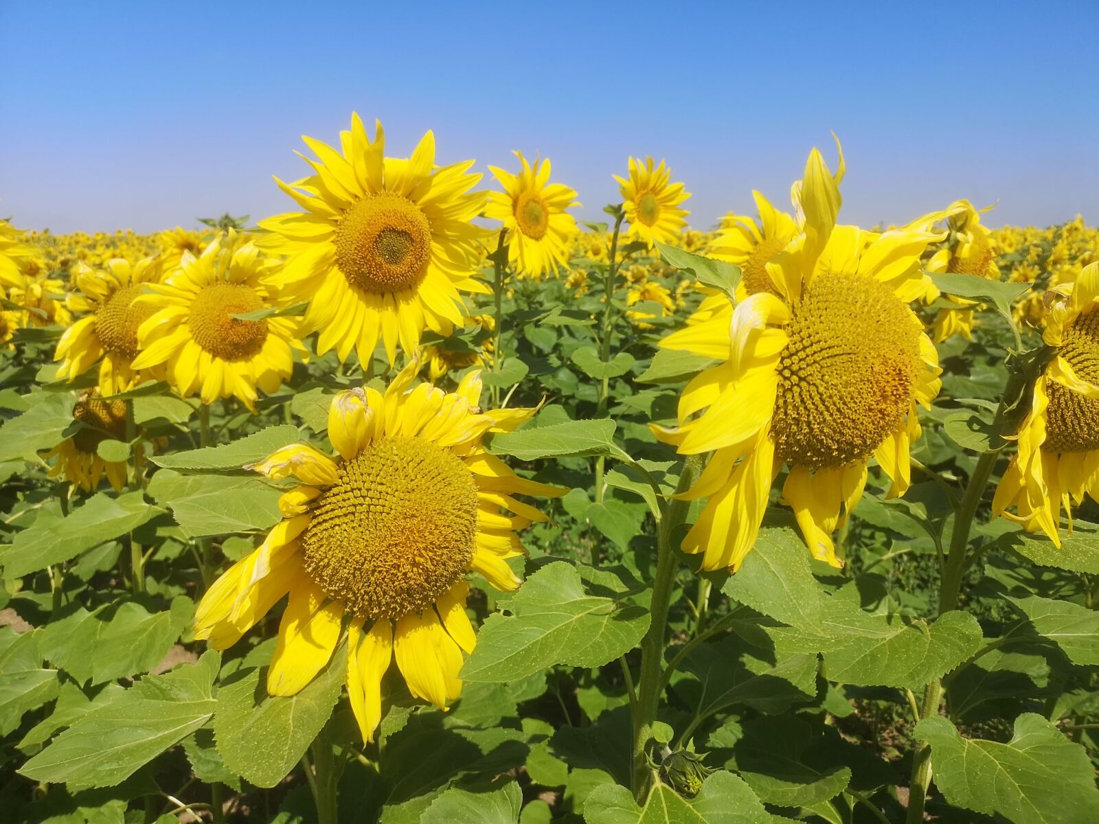 HUAWEI CLT-L29 sample photo. Sunflower, girasol, flower photography