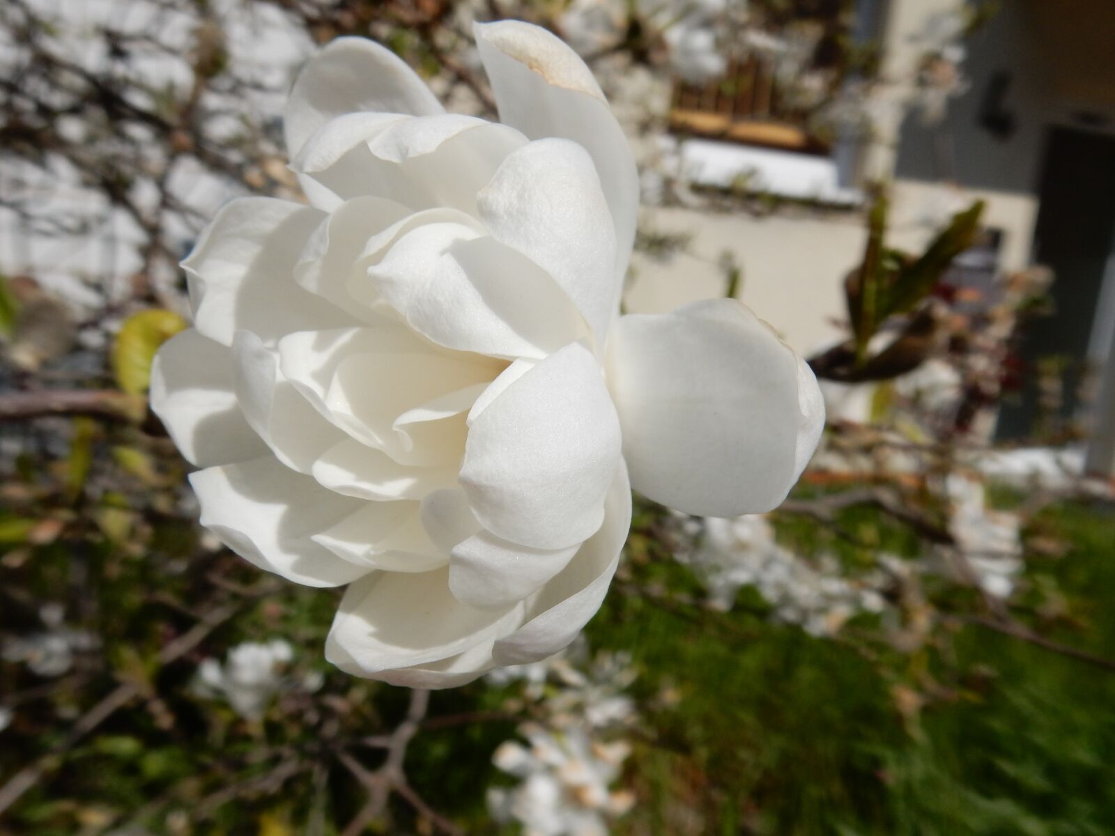 Nikon Coolpix S9900 sample photo. Magnolia, stellaria, white photography