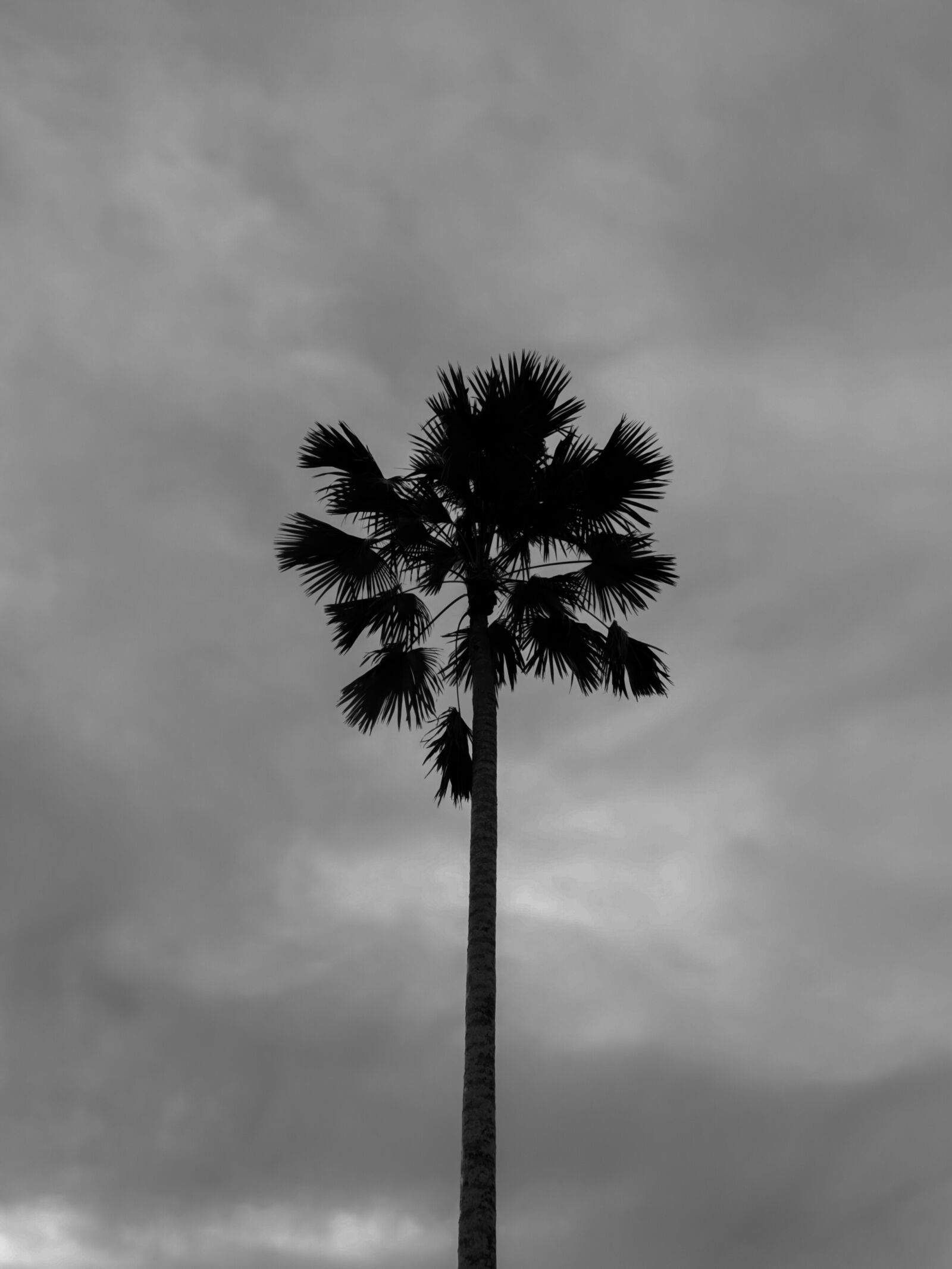 Canon EOS M50 (EOS Kiss M) sample photo. Palm, tree, nature black photography