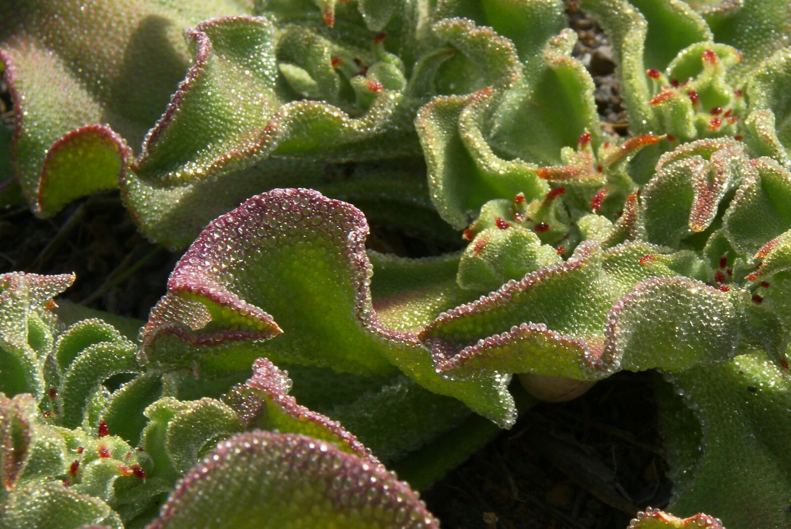 Sony Alpha DSLR-A100 sample photo. Plant, cactus, tropico photography