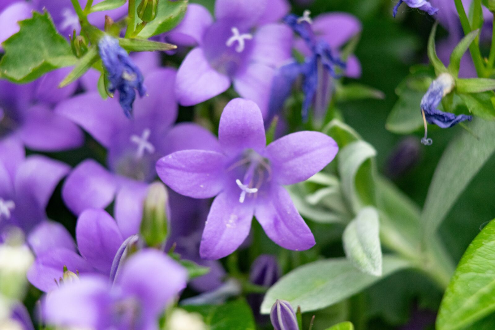Nikon D3300 sample photo. Flower, garden, nature photography