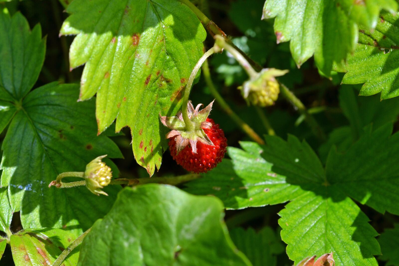 Nikon D3100 sample photo. Wild strawberry, strawberry, bio photography