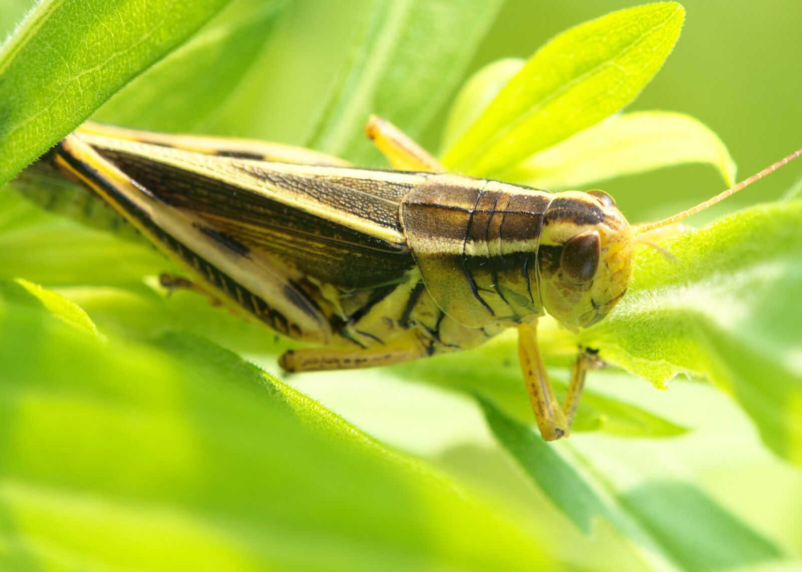 Canon EOS 70D sample photo. Grasshopper, crickets, insect photography