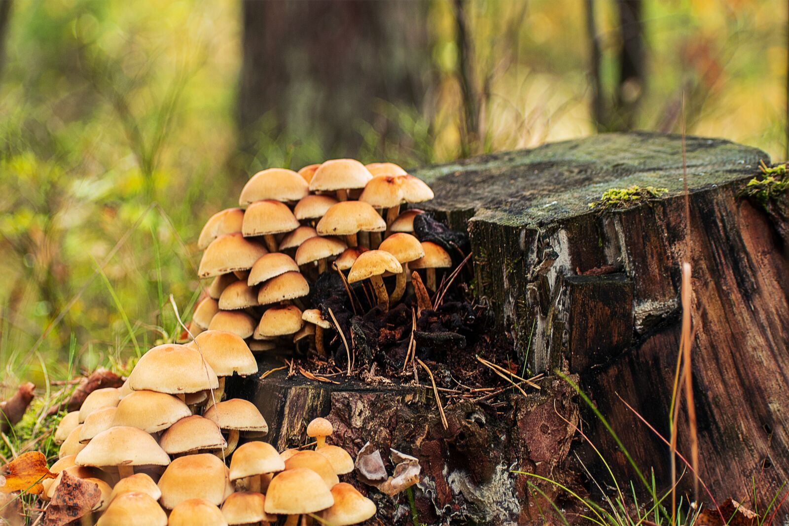 Nikon D5300 sample photo. Mushrooms, trunk, forest photography