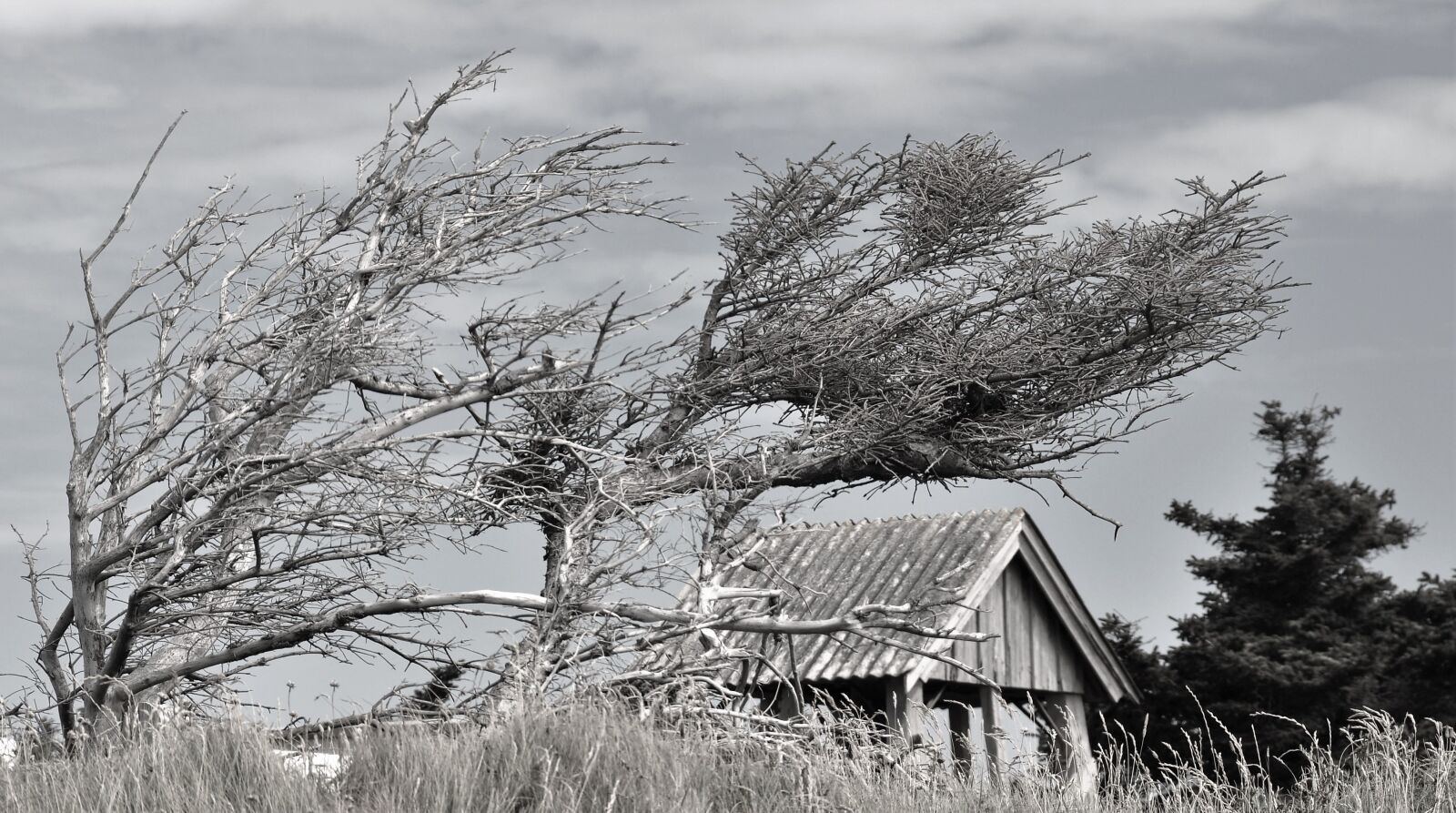 Nikon D90 sample photo. Wind, storm, winds from photography