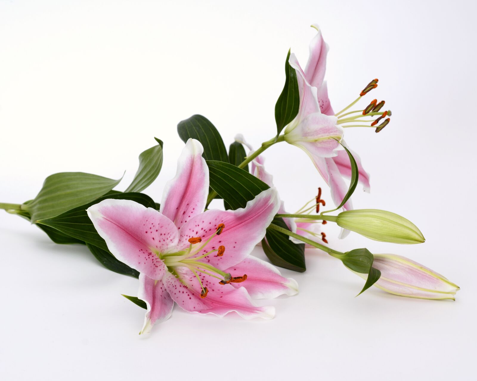 Nikon D7100 sample photo. Lily, blossom, bloom photography