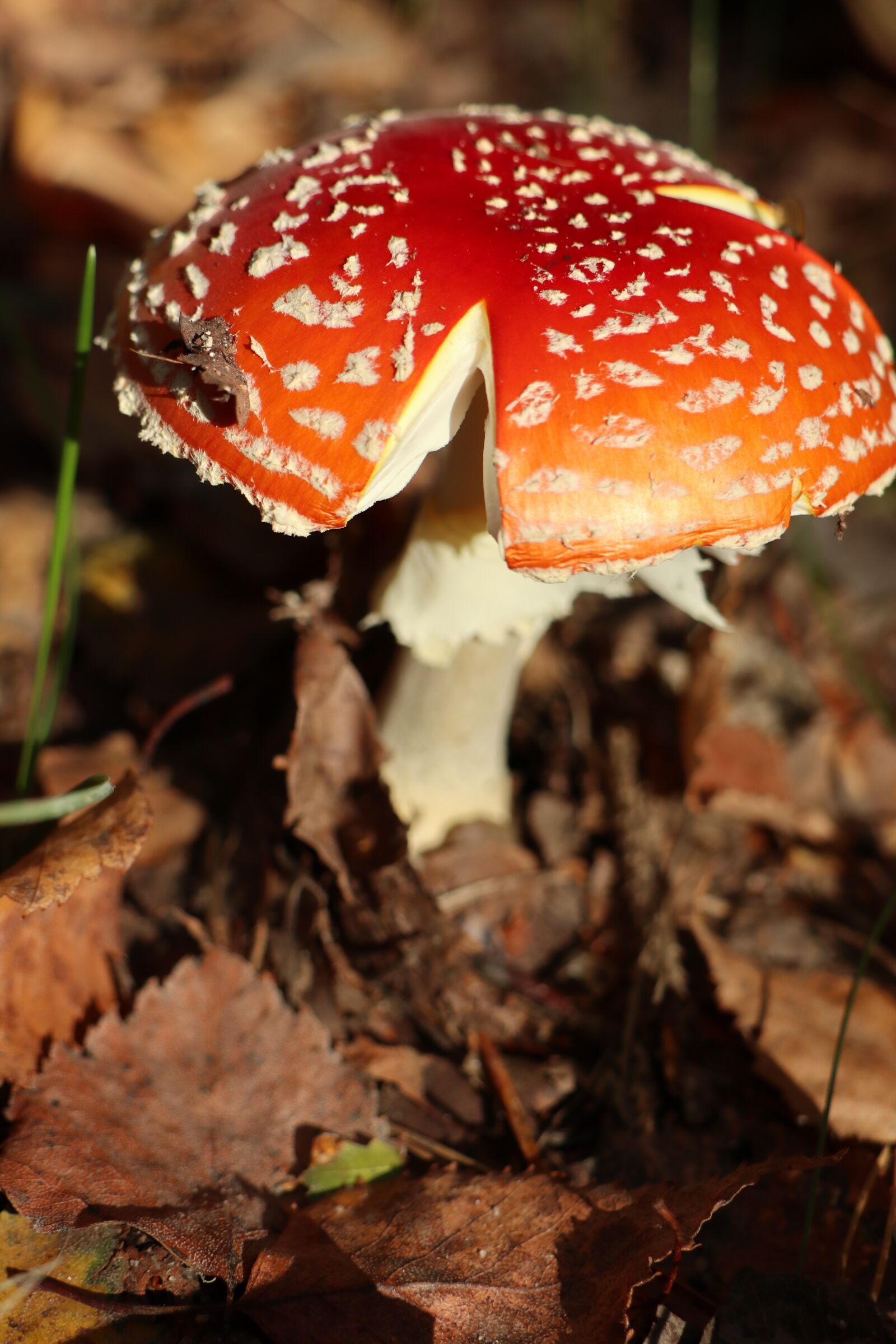 Canon EOS M6 sample photo. Mushroom, amanita, red photography