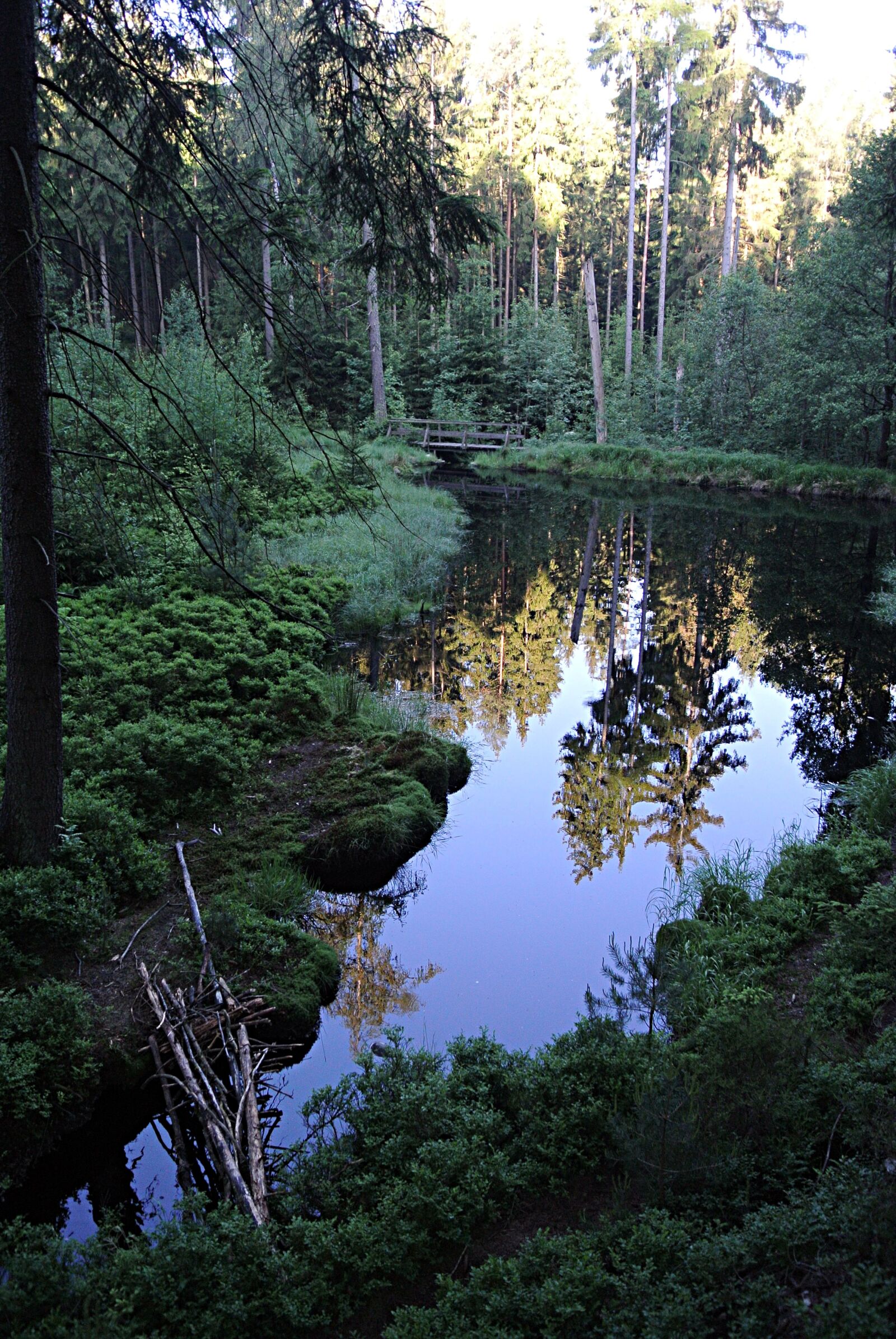 Nikon 1 J1 sample photo. Forest, lake, firs photography