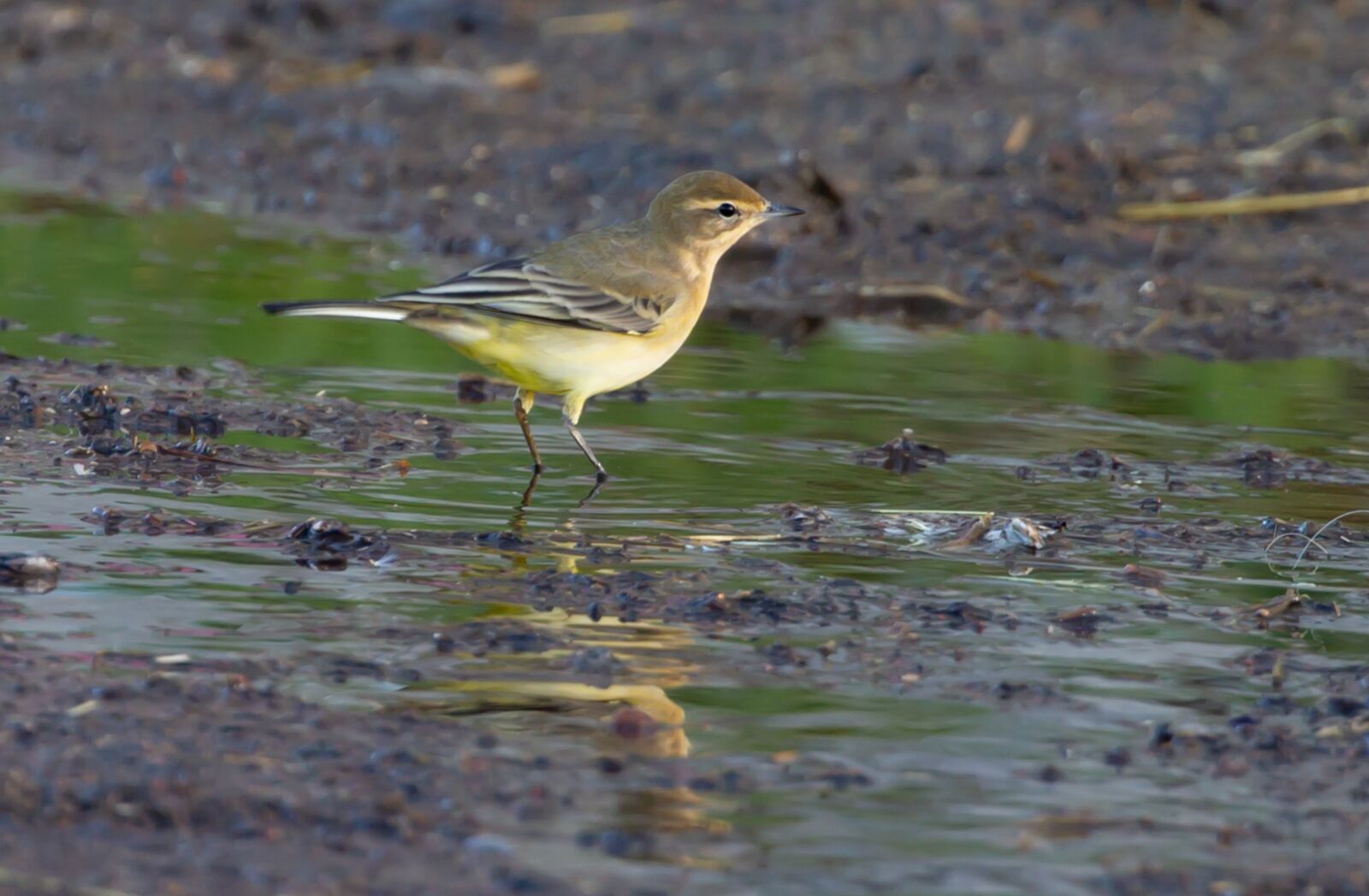 Canon EOS 5D Mark III sample photo. Yellow wagtail, bird, animal photography