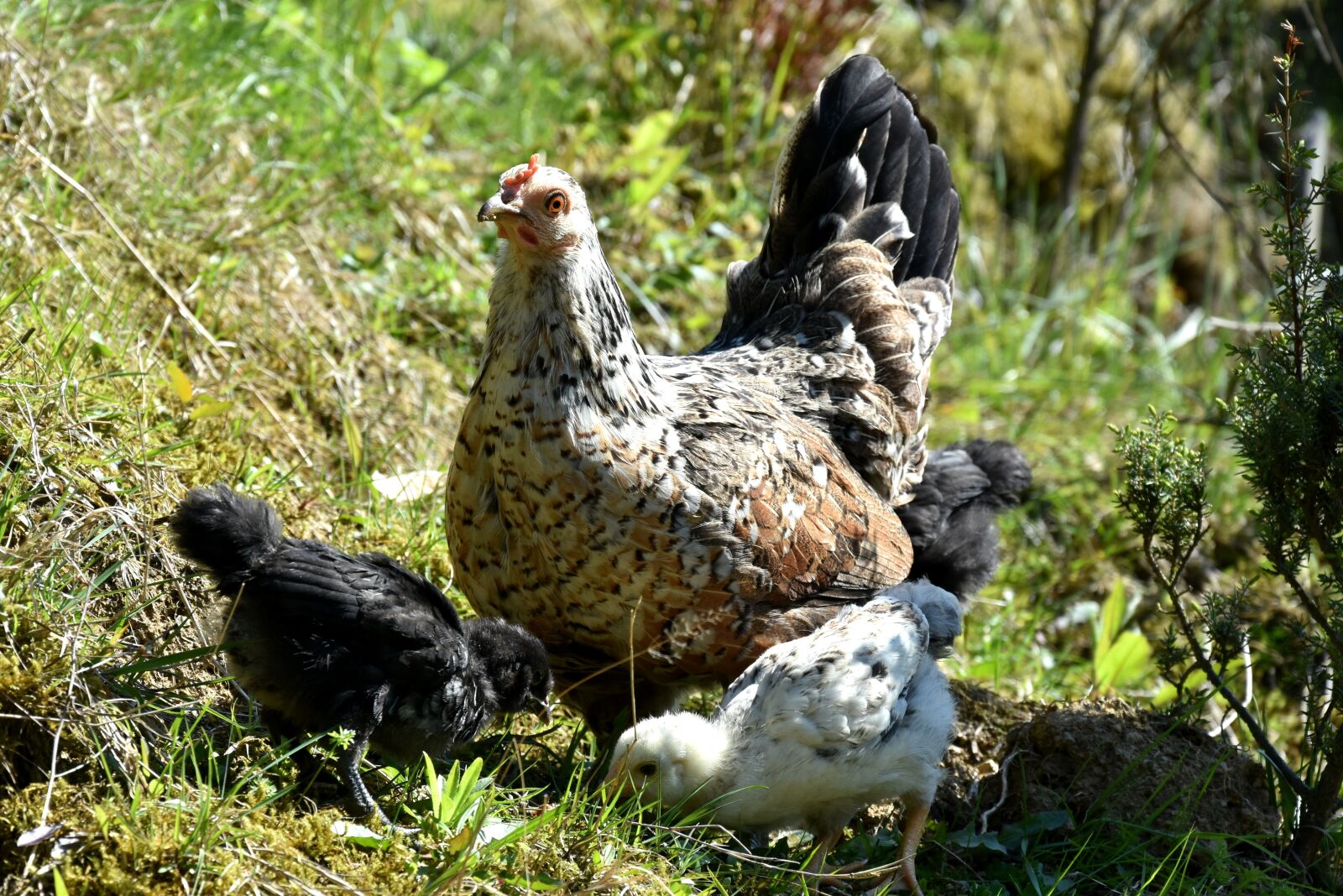 Nikon D7200 sample photo. The hen, chicken, village photography