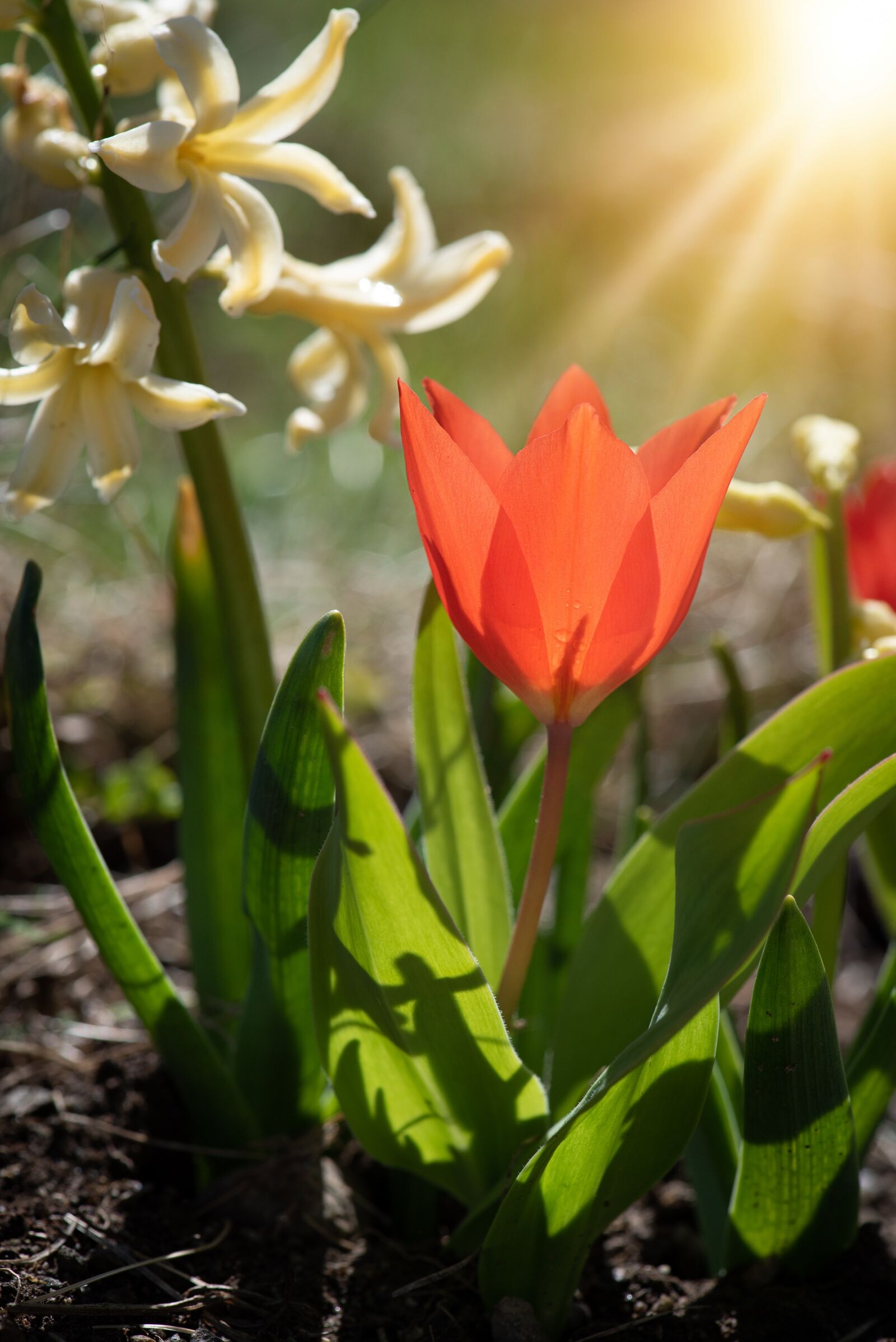 Nikon D750 sample photo. Tulip, orange, orange tulip photography