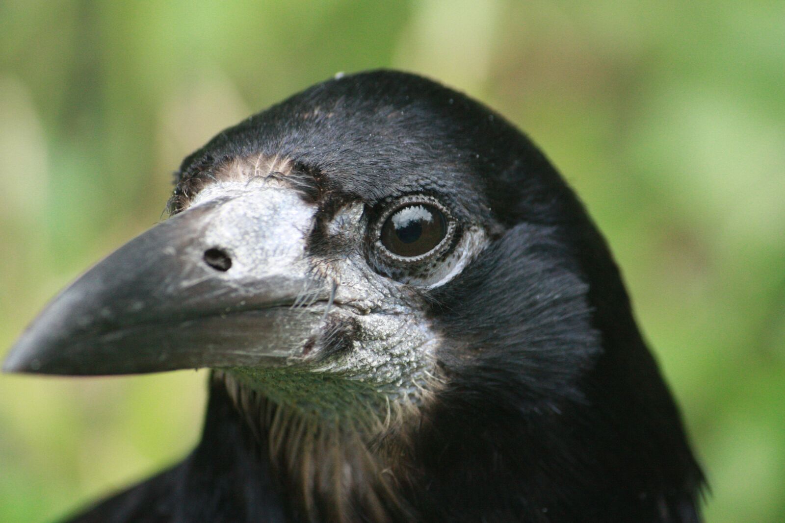Canon EOS 450D (EOS Rebel XSi / EOS Kiss X2) sample photo. Raven rook, bird, animal photography