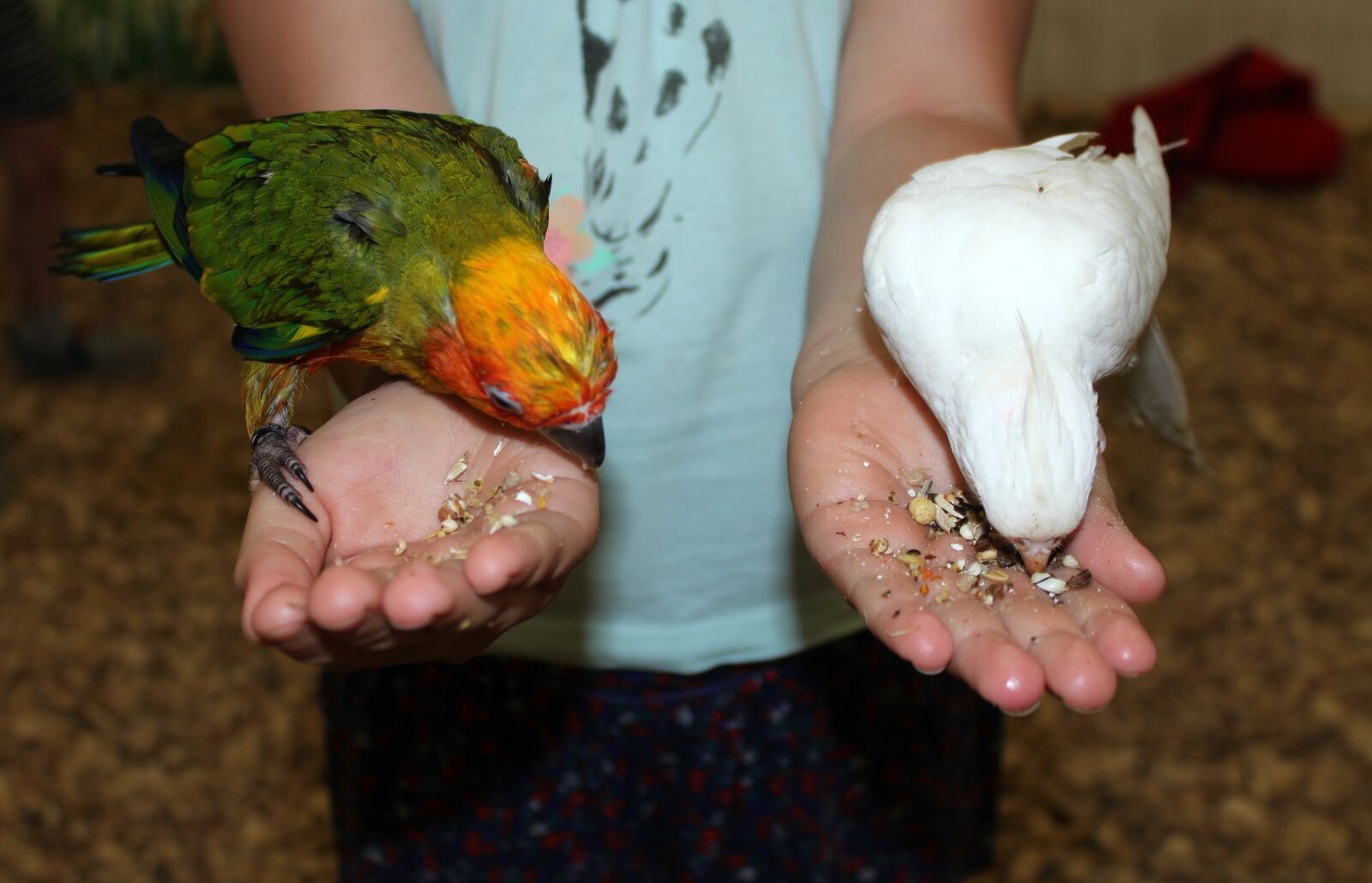Canon EOS 1200D (EOS Rebel T5 / EOS Kiss X70 / EOS Hi) sample photo. Parrot, bird, birds photography