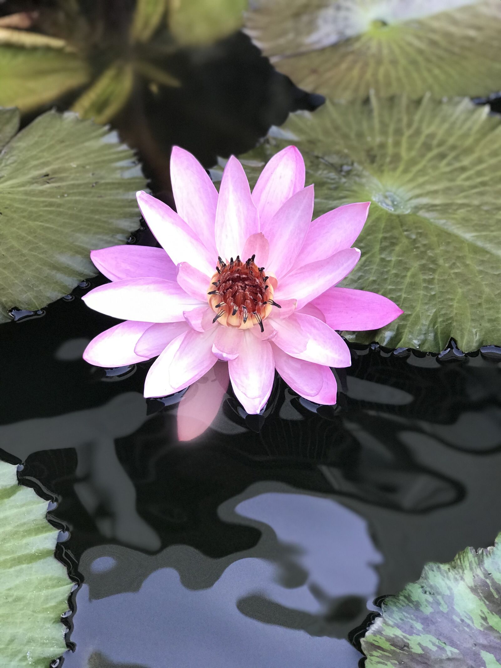 iPhone 7 Plus back dual camera 6.6mm f/2.8 sample photo. Lotus, water, meditation photography