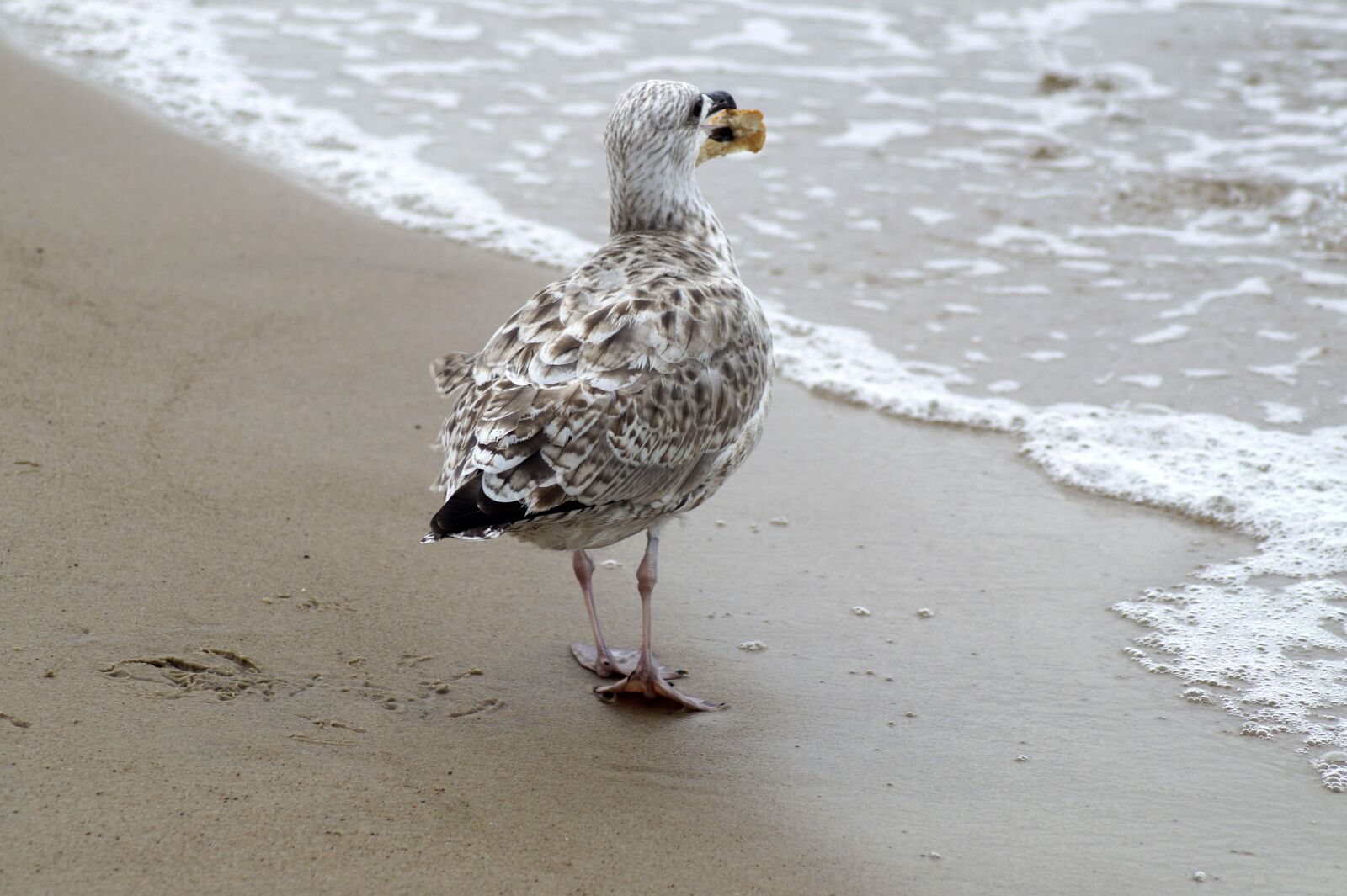 Sony SLT-A58 sample photo. Seagull, bird, water bird photography