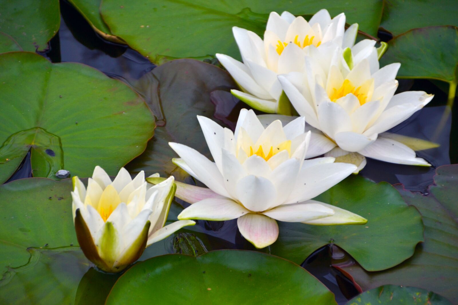 Nikon D3100 sample photo. Waterlilies, waterlily, flower photography