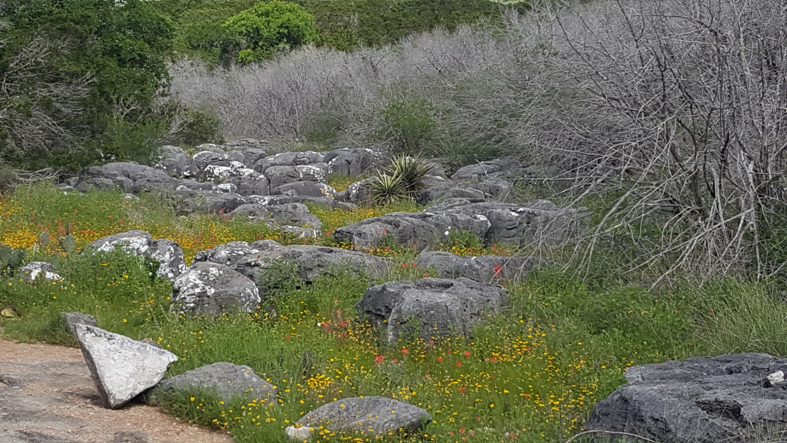 Samsung Galaxy Note5 sample photo. Field, of, flowers, nature photography
