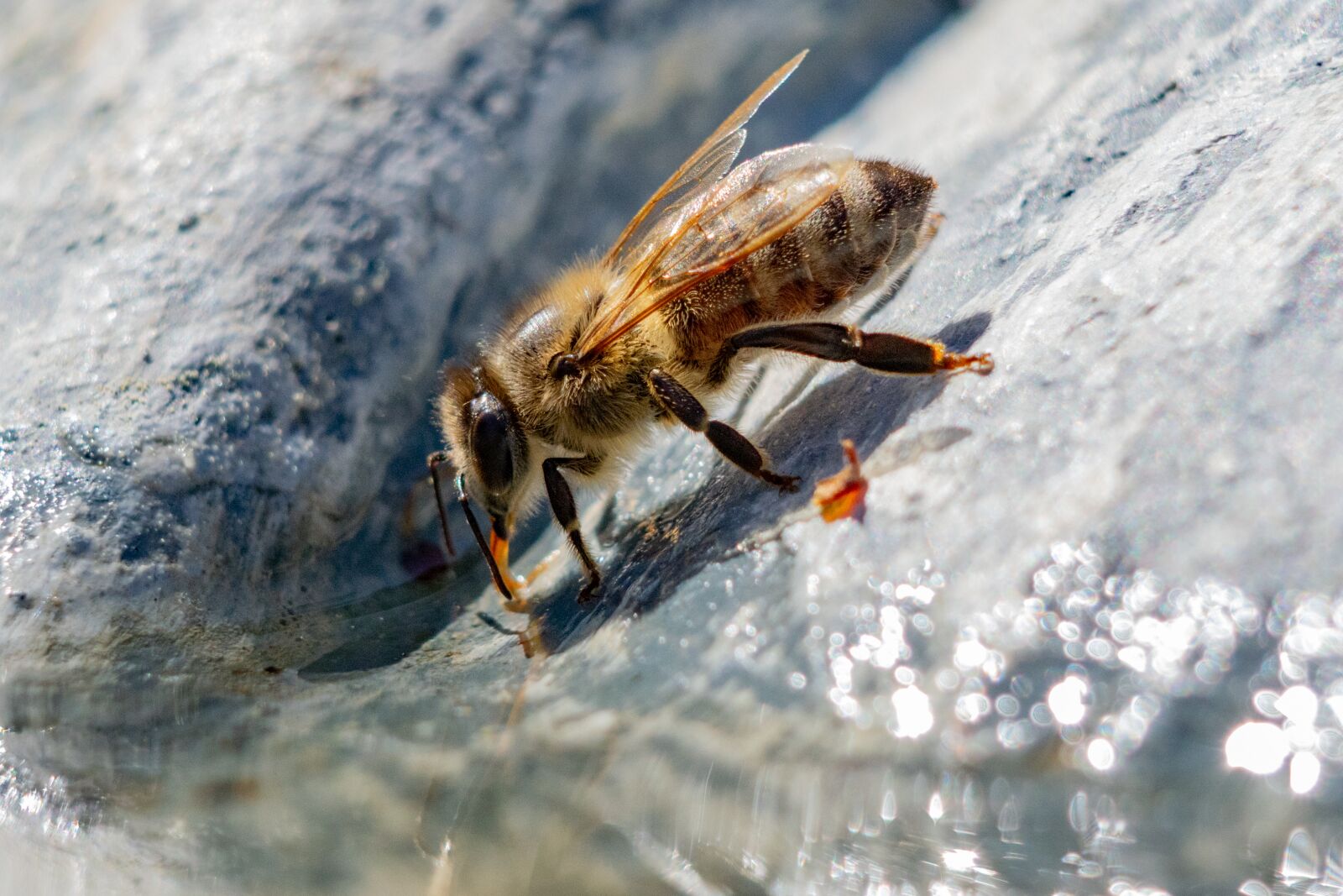 Nikon D3300 sample photo. Bee, water, macro photography
