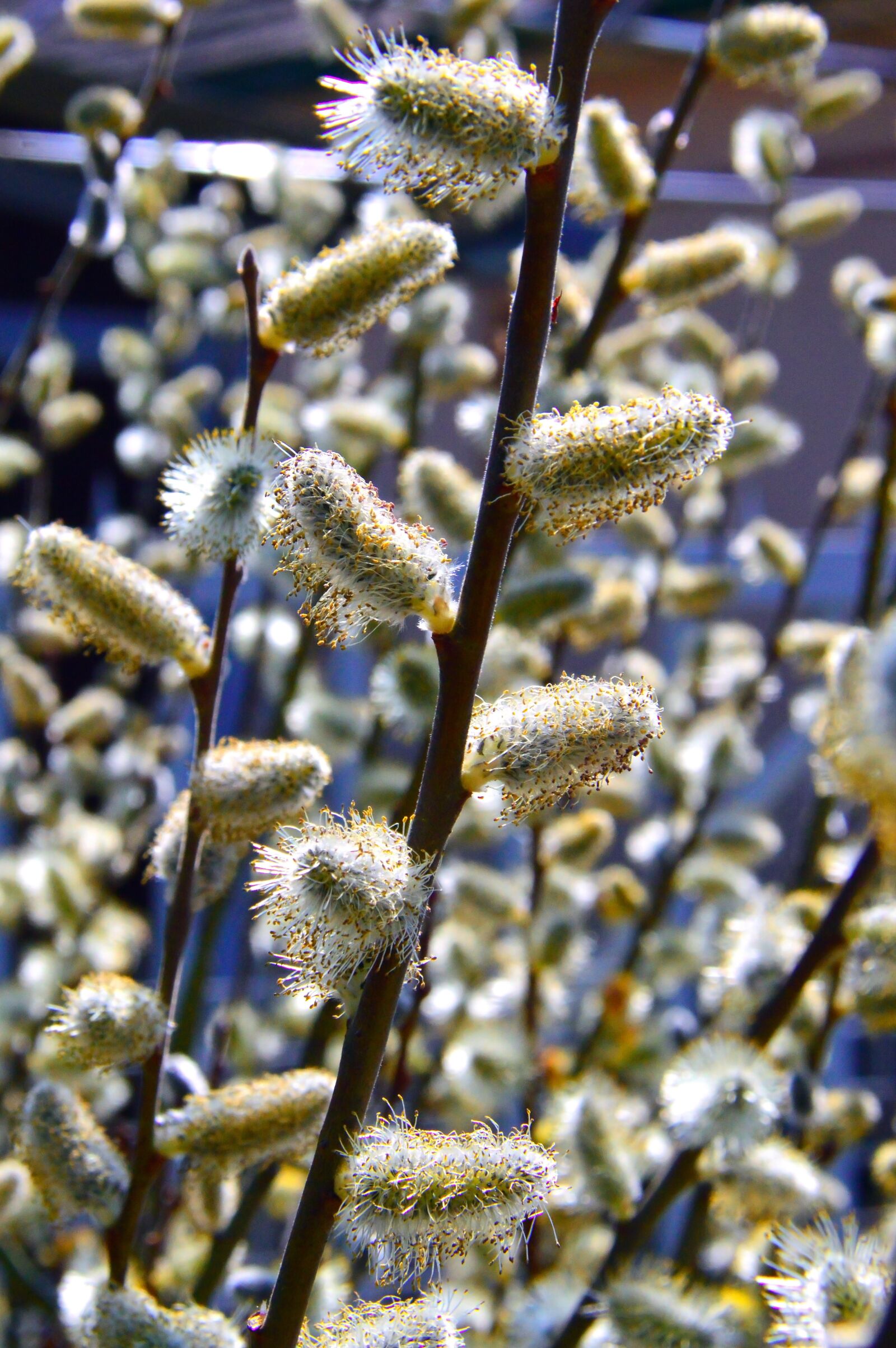 Nikon D3200 sample photo. Nature, plant, wood photography