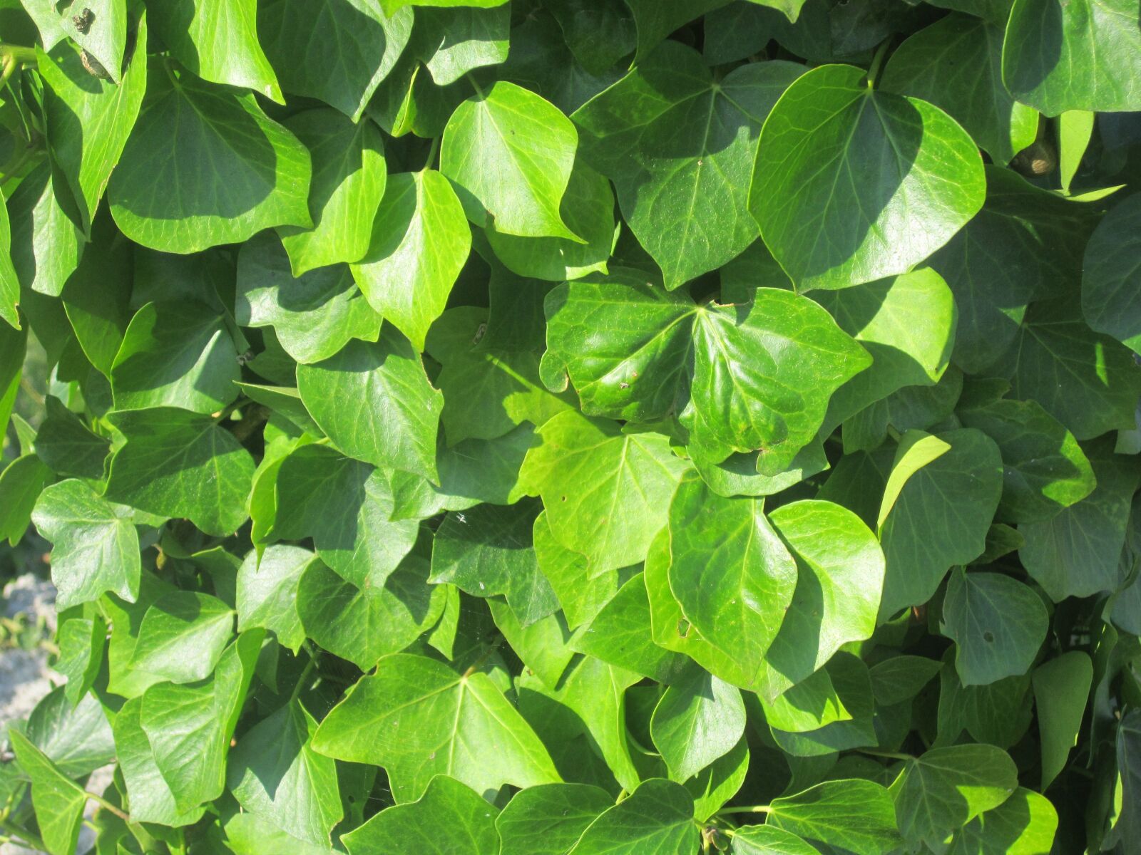 Canon PowerShot A2200 sample photo. Leaves, vegetation, nature photography