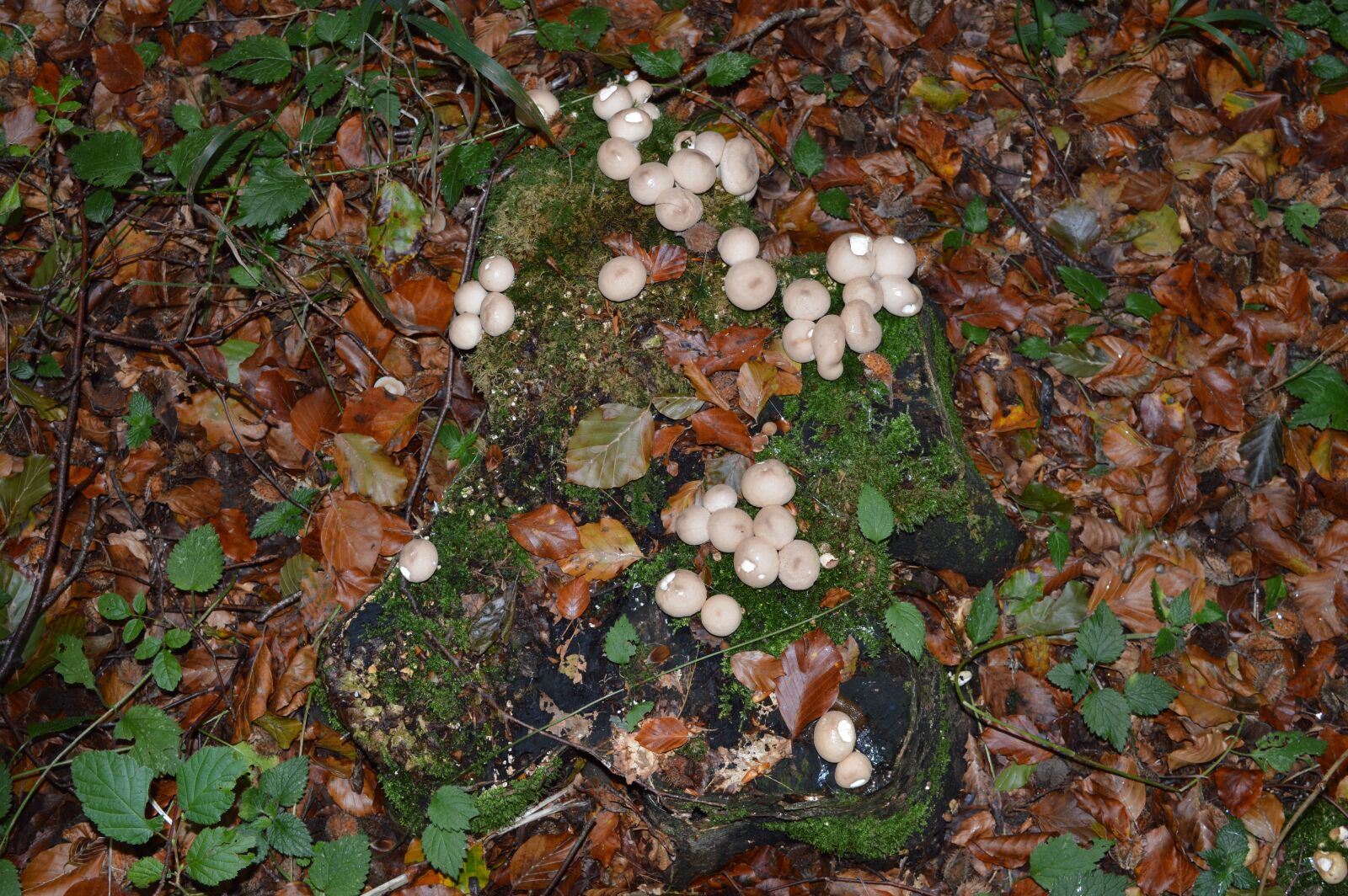 Nikon D3200 sample photo. Mushroom, mushrooms, fungi photography