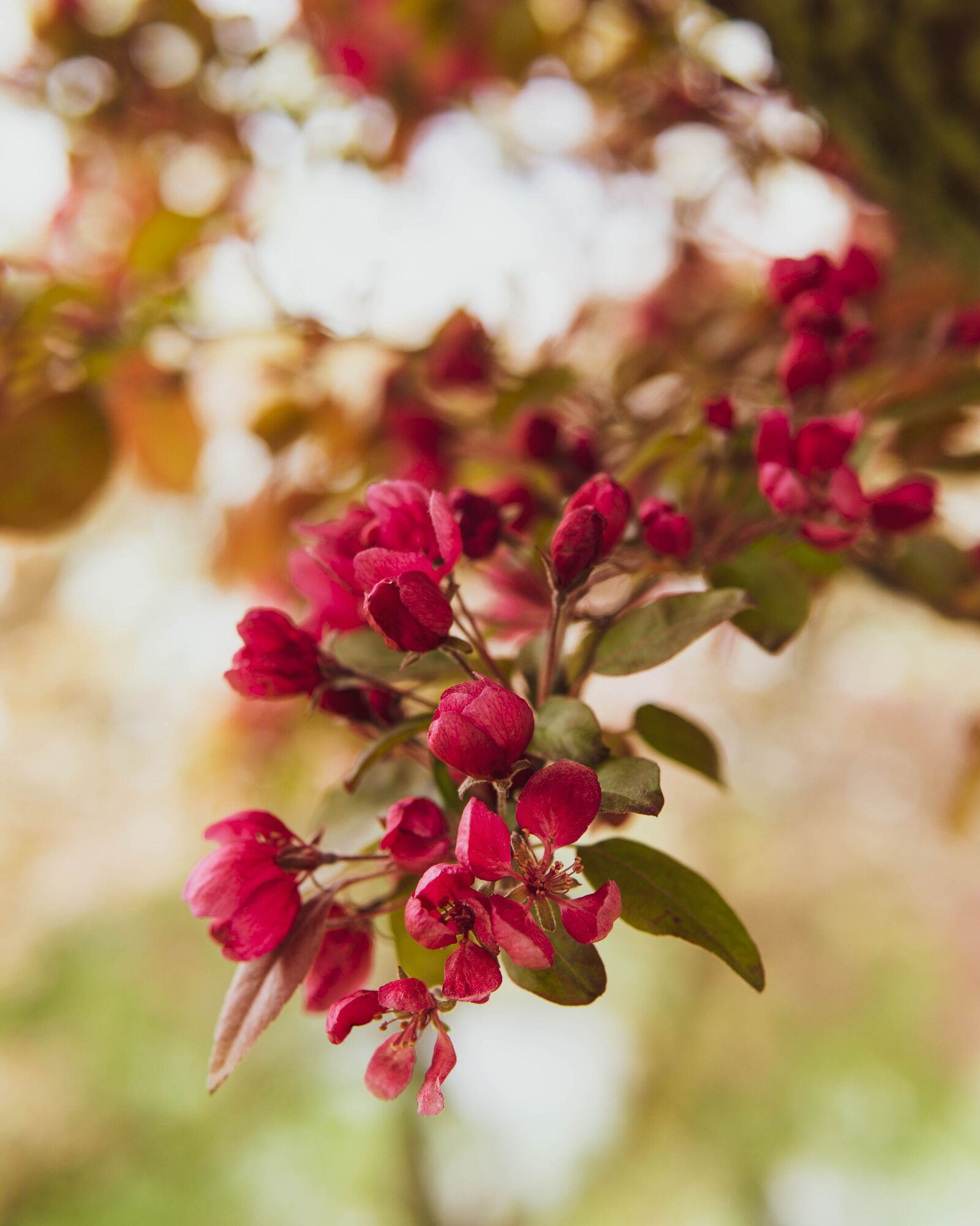 30mm F1.4 DC DN | Contemporary 016 sample photo. Flowers, tree, bloom photography