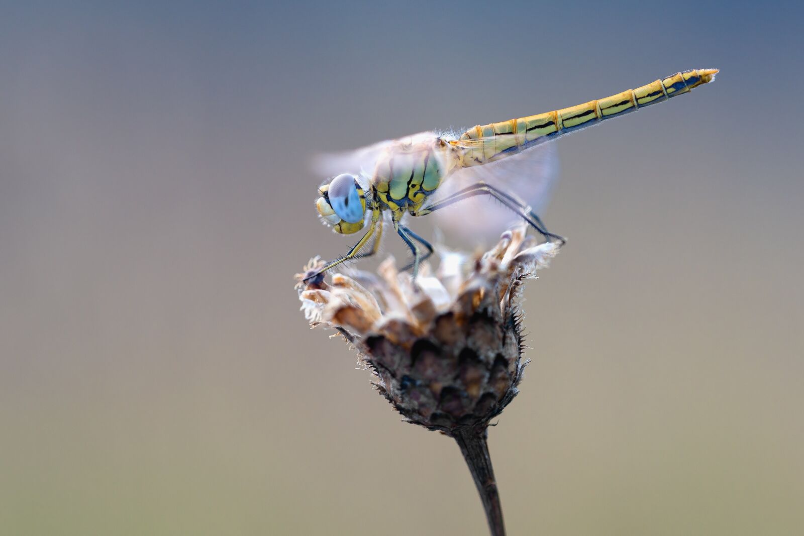 Nikon D750 sample photo. Early heath dragonfly, dragonfly photography