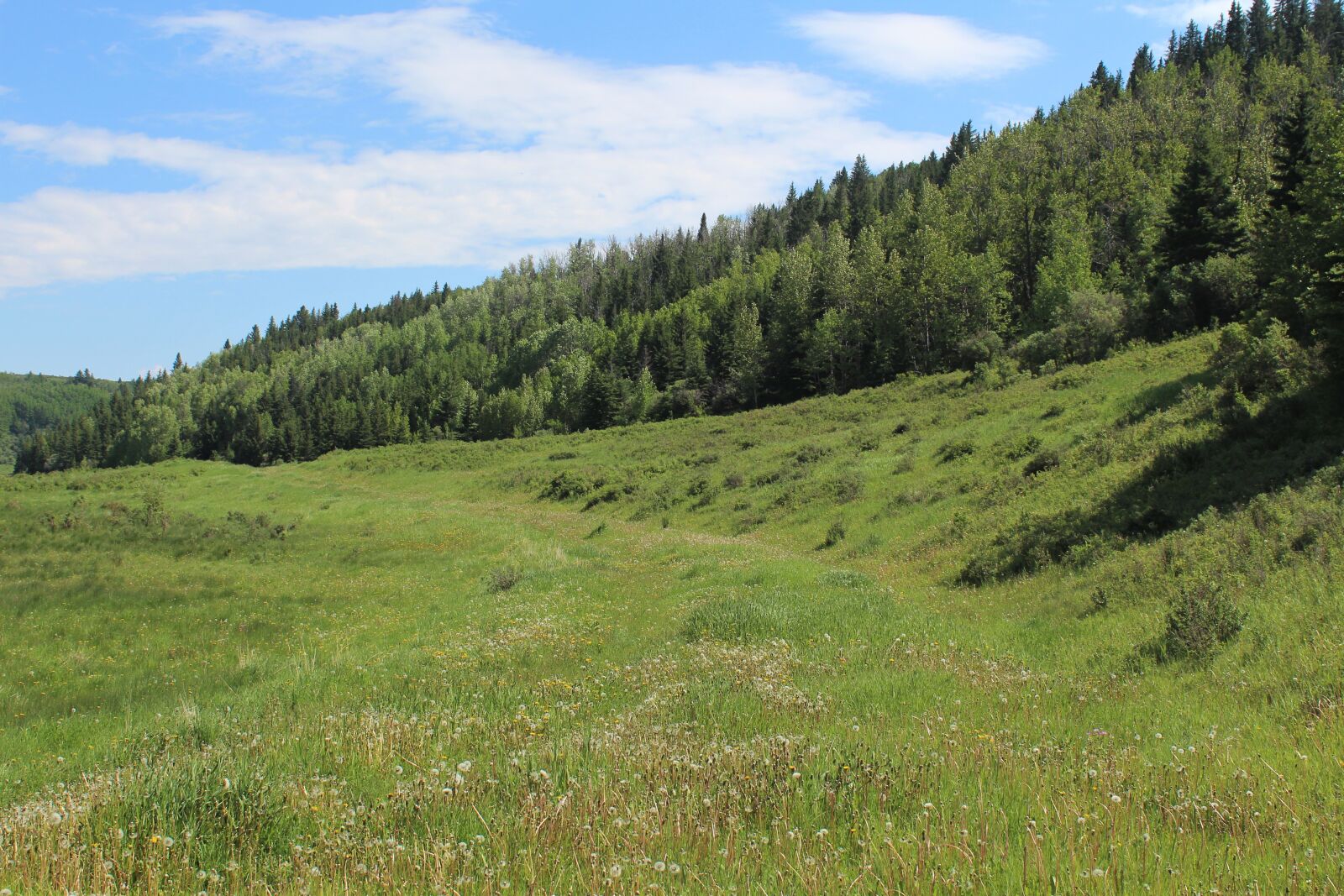 Canon EOS 1300D (EOS Rebel T6 / EOS Kiss X80) sample photo. Summer, meadow, nature photography