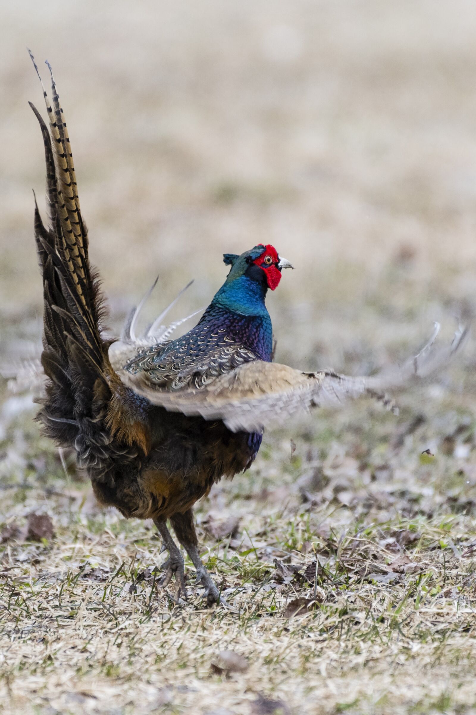 Nikon D500 sample photo. Pheasant, bird, spring photography