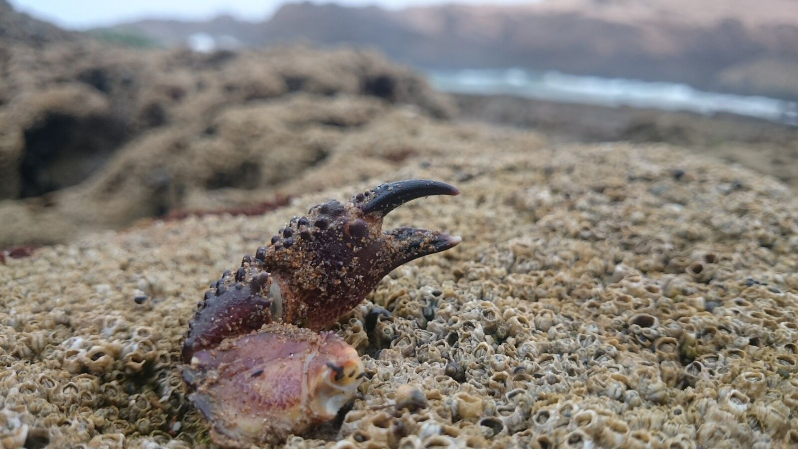 Sony Xperia Z1 sample photo. Crab, cancer, arm photography