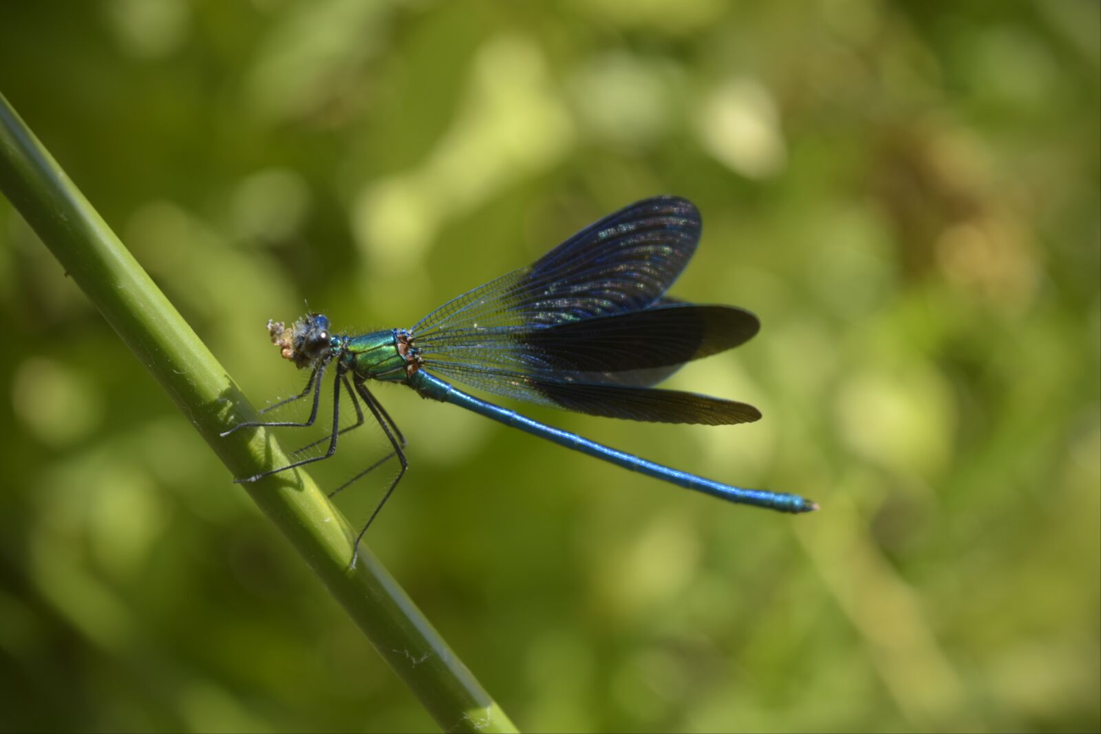 Nikon D3300 sample photo. France, nature, insect photography