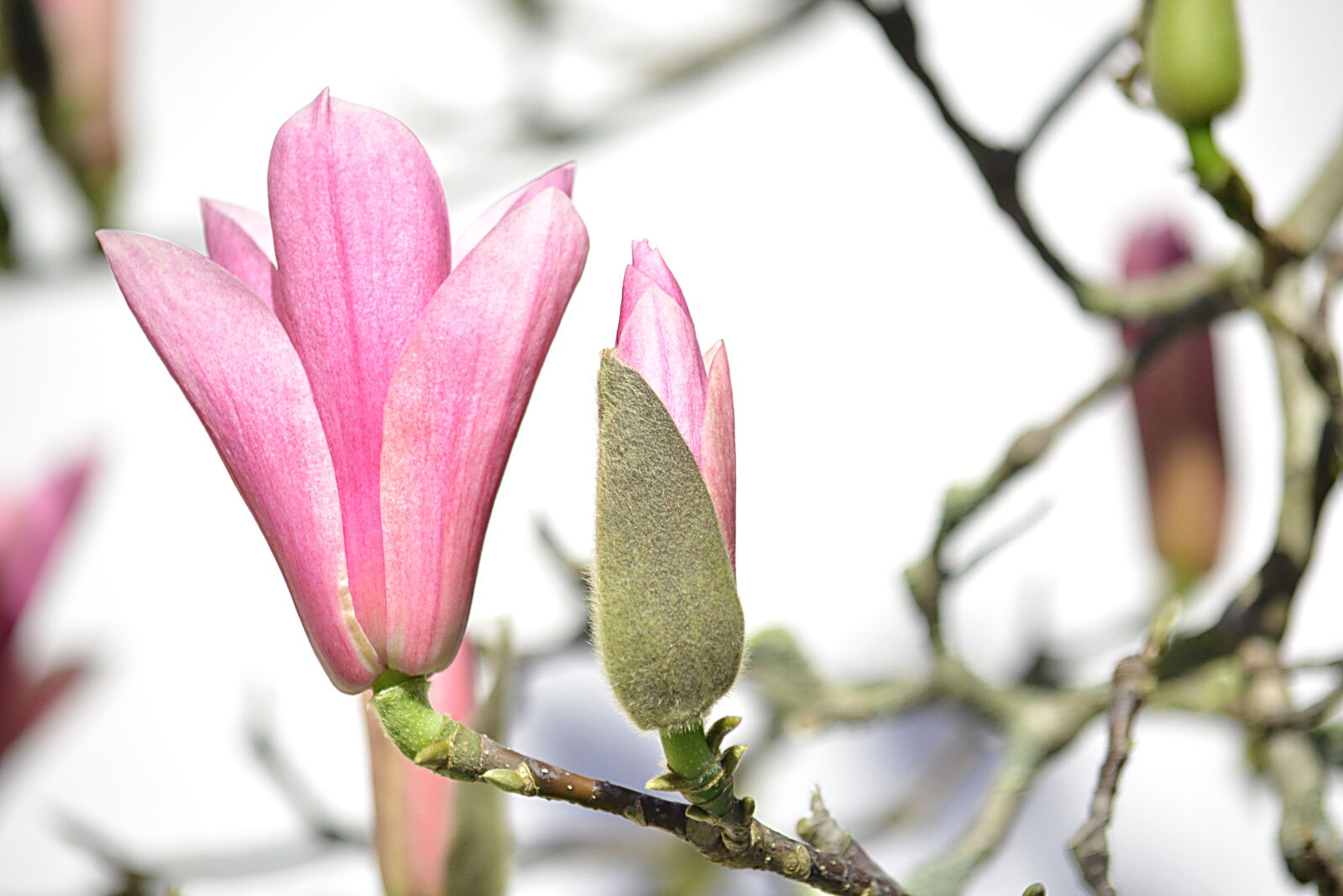 Nikon D5200 sample photo. Arbre, fleurs, floraison, flore photography