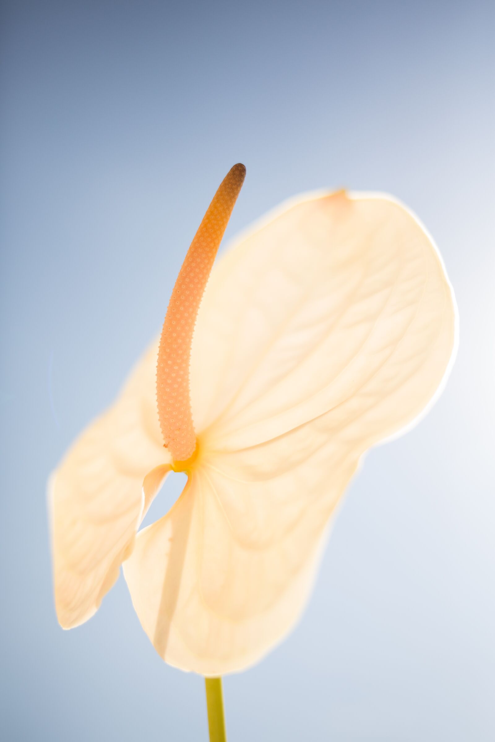 Canon EF 35mm F2 IS USM sample photo. Flower, anthurium, petals photography