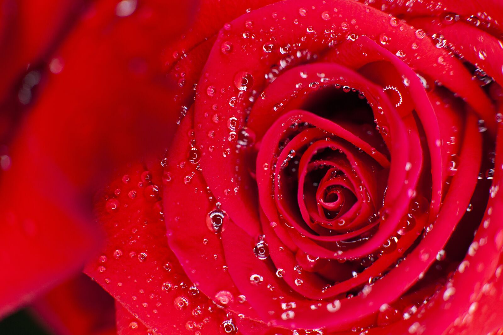 Canon EOS 5D Mark II sample photo. Rosa, flower, flowers photography
